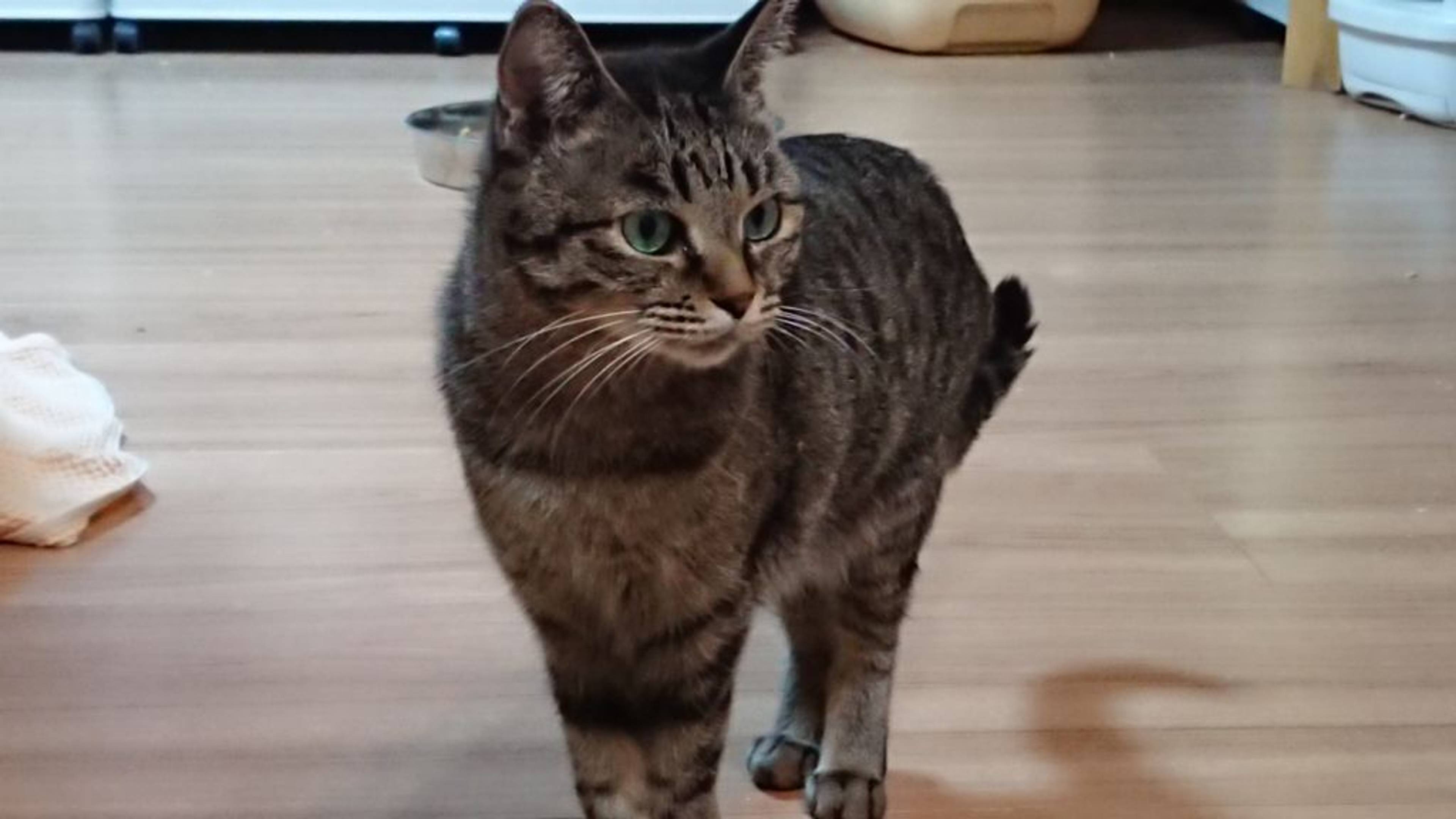 雑種（ミックス猫）・メスの里親募集の写真