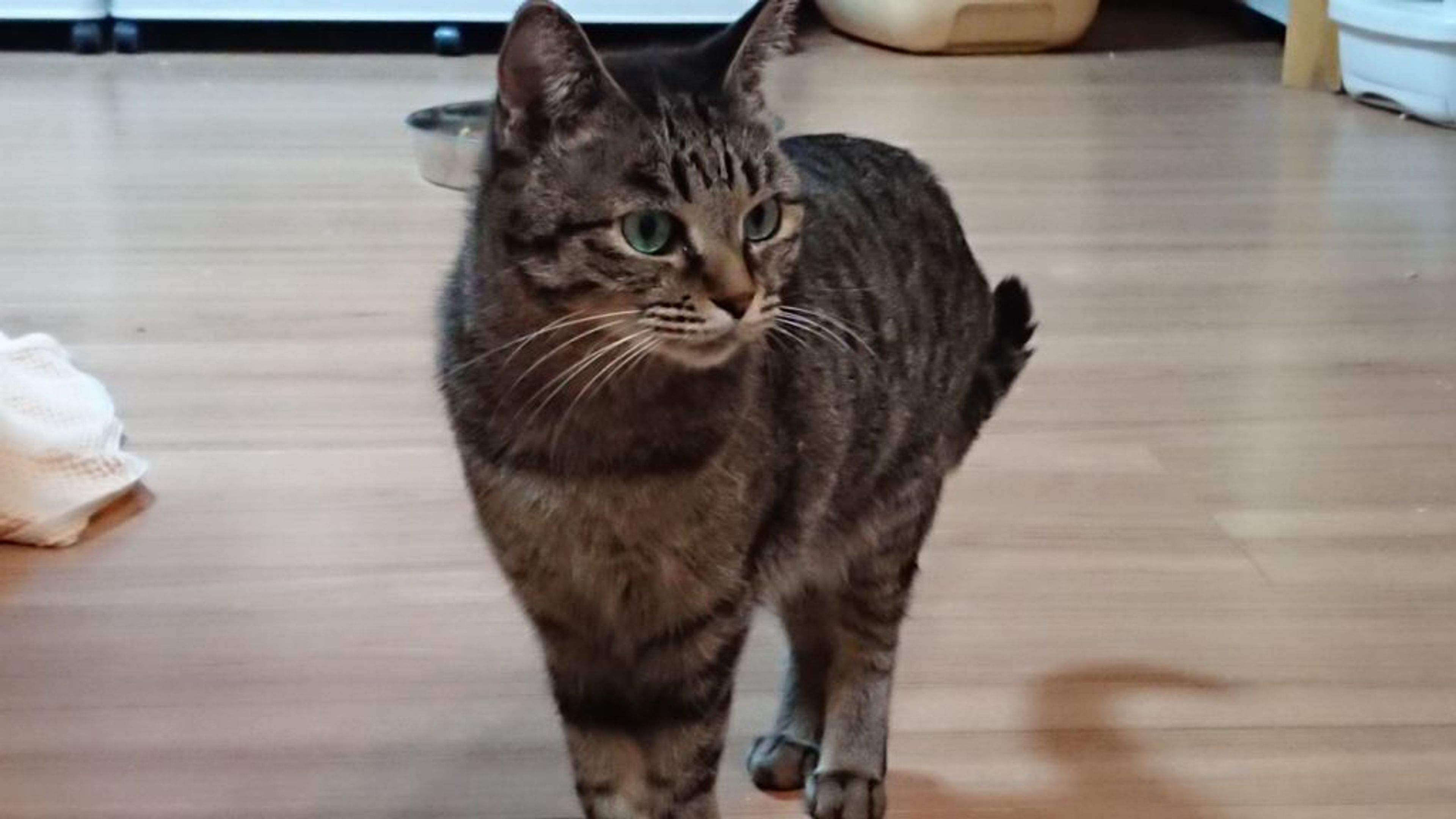 雑種（ミックス猫）・メスの里親募集の写真