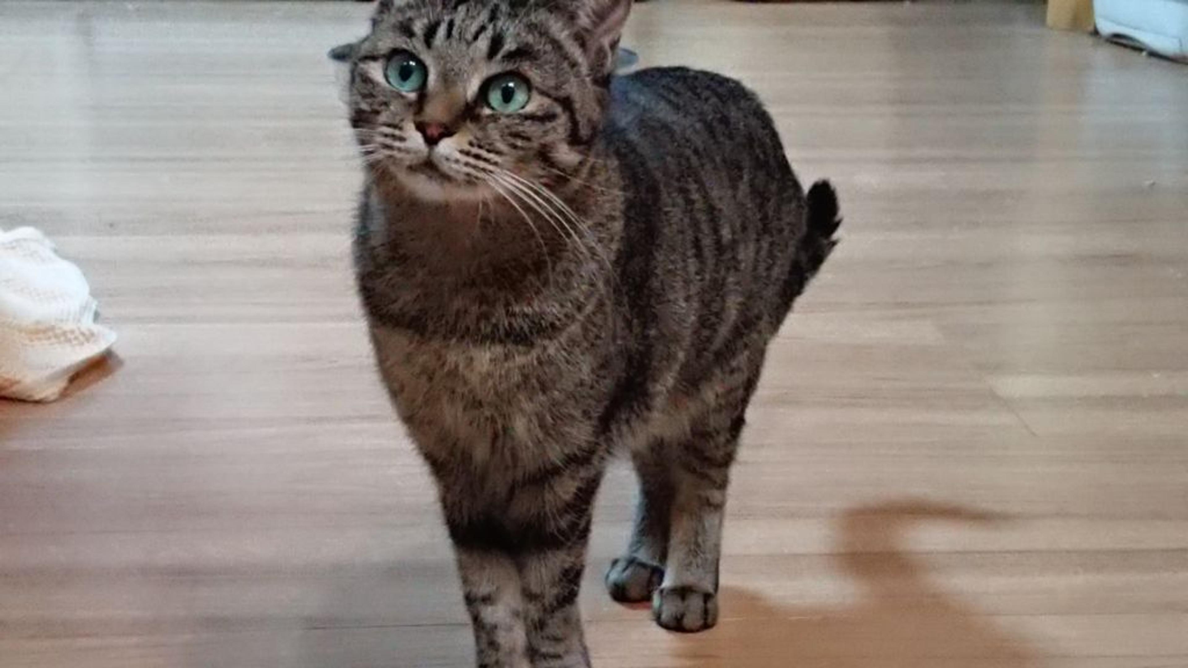 pet-image-2