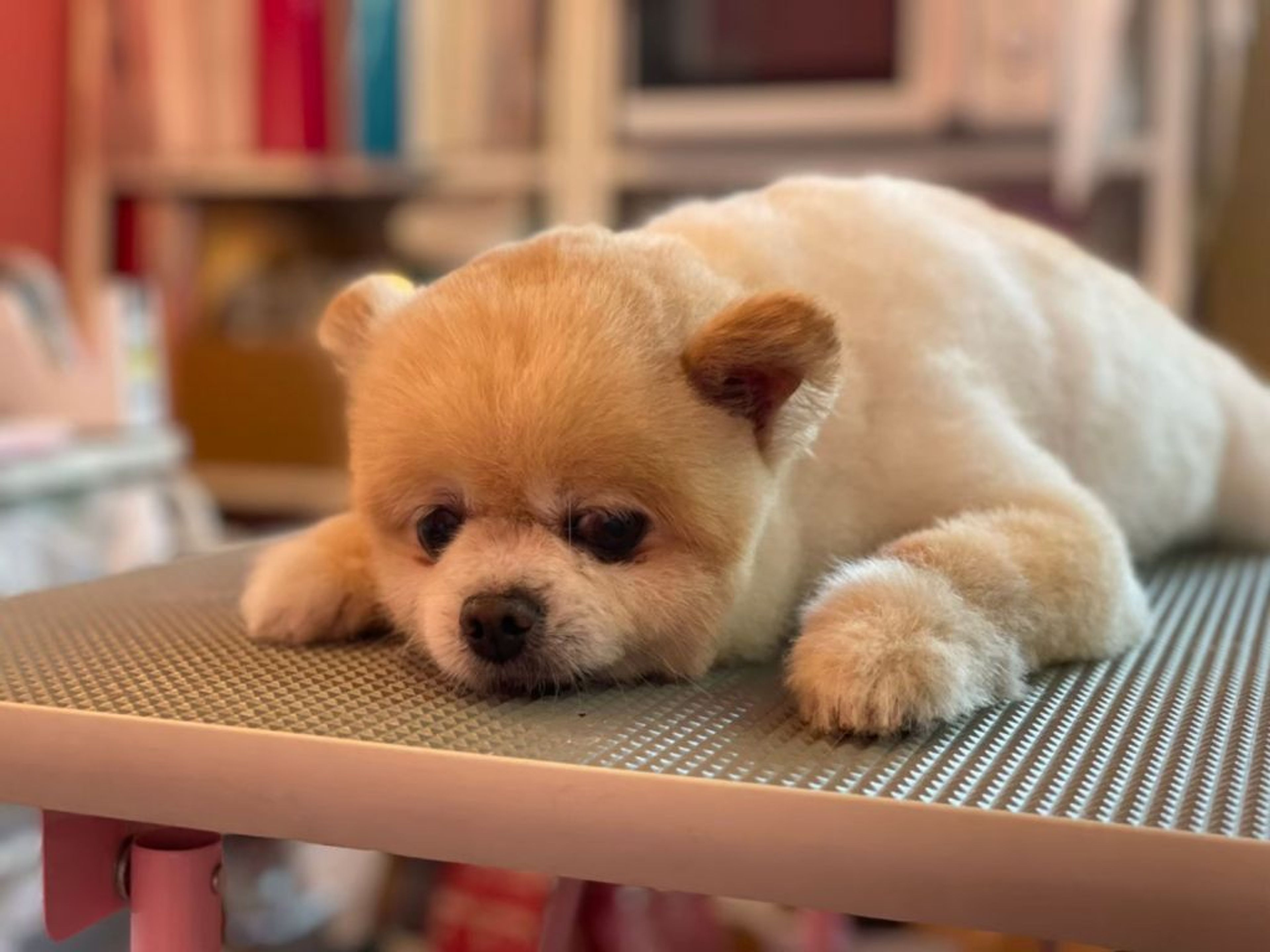 pet-image-2