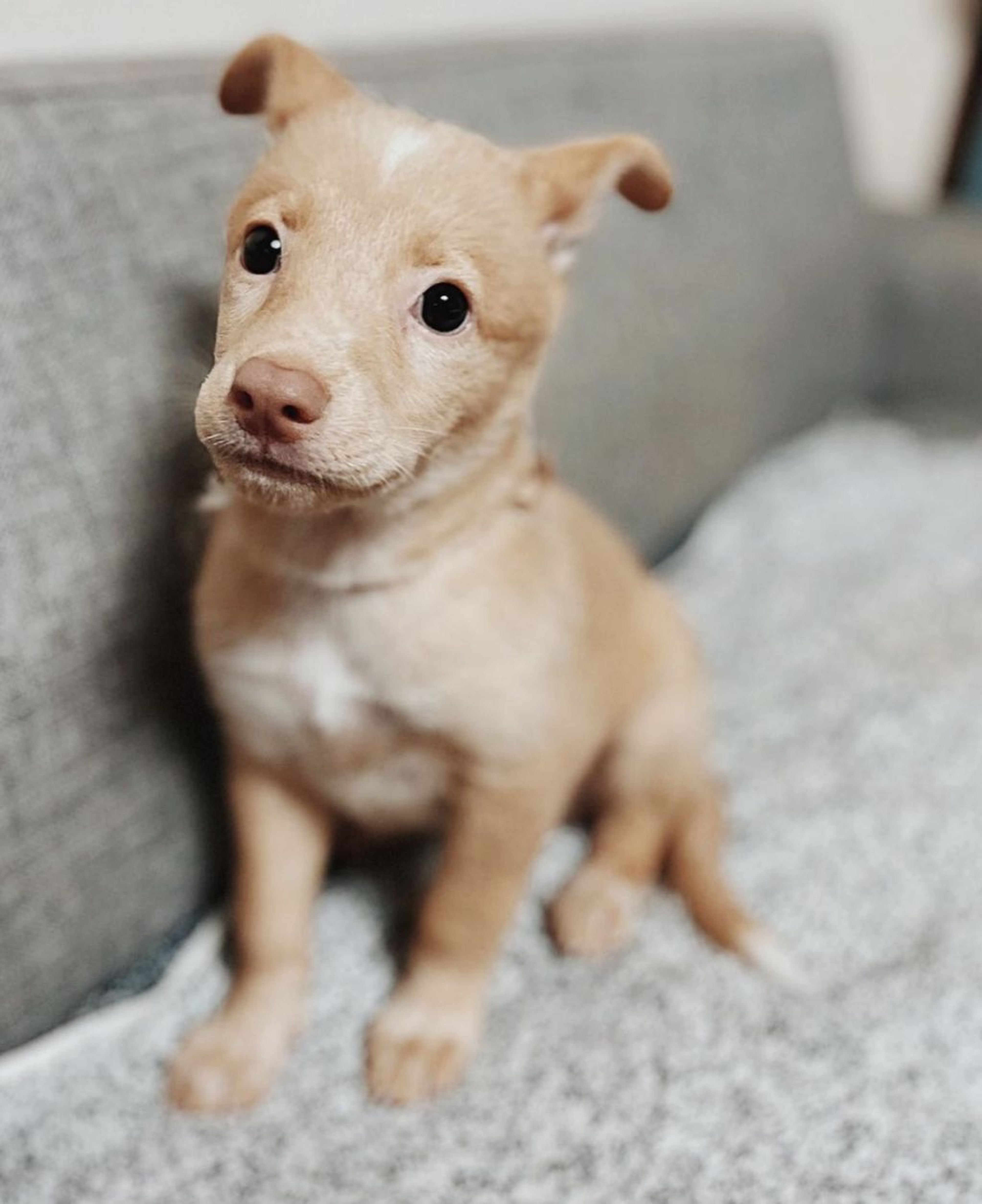 雑種（ミックス犬）・オスの里親募集の写真