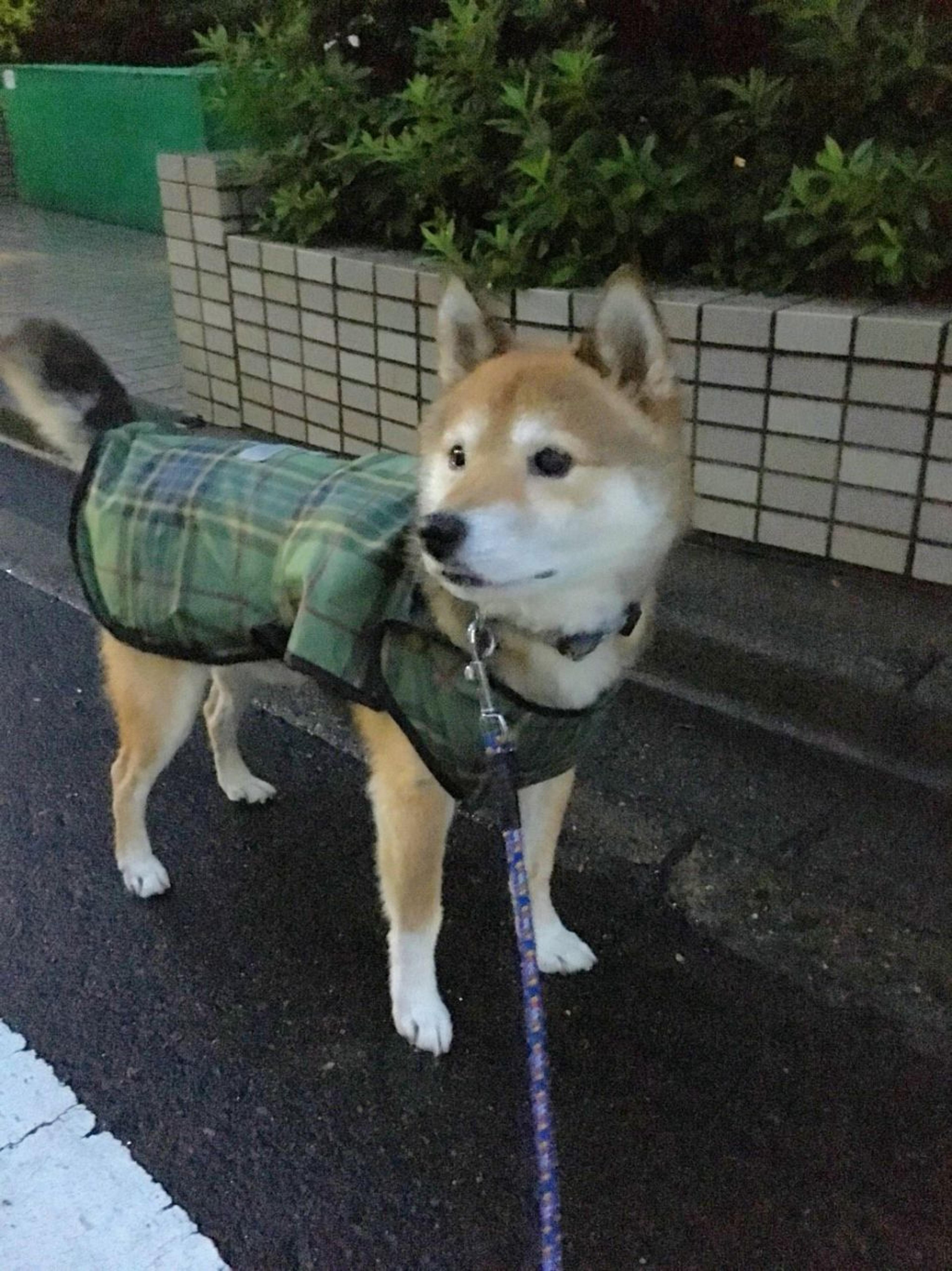 pet-image-2