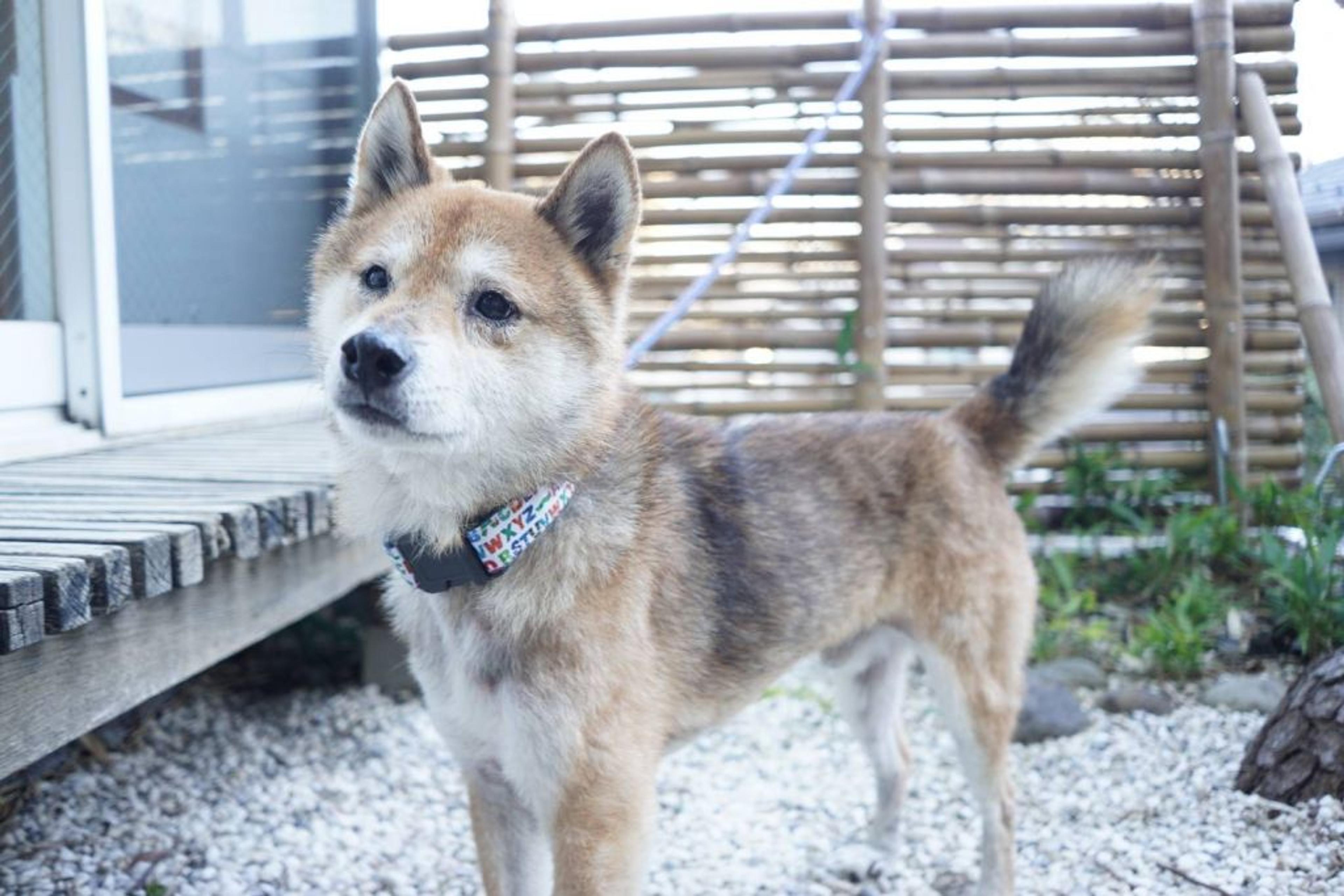 pet-image-3