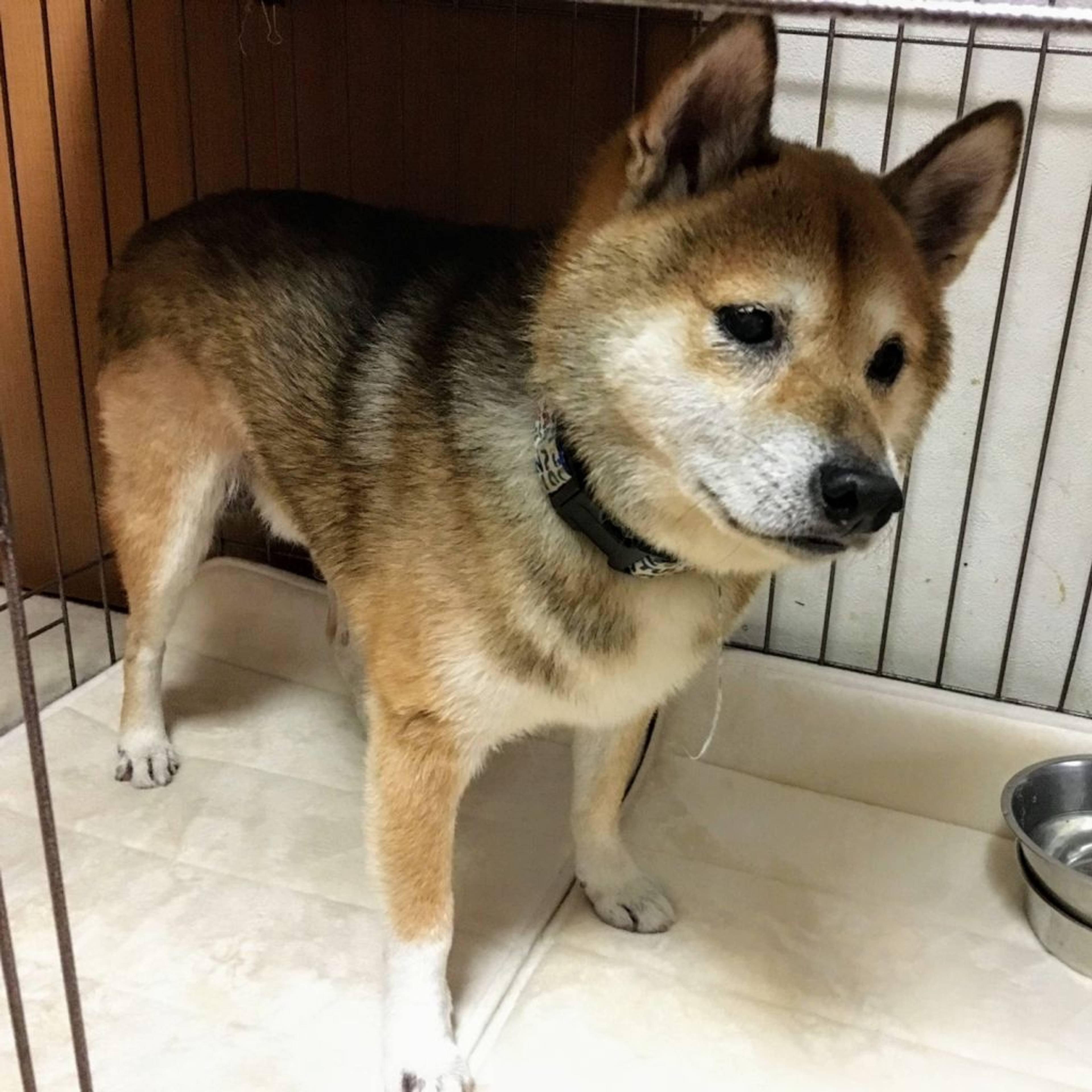 雑種（ミックス犬）・オスの里親募集の写真