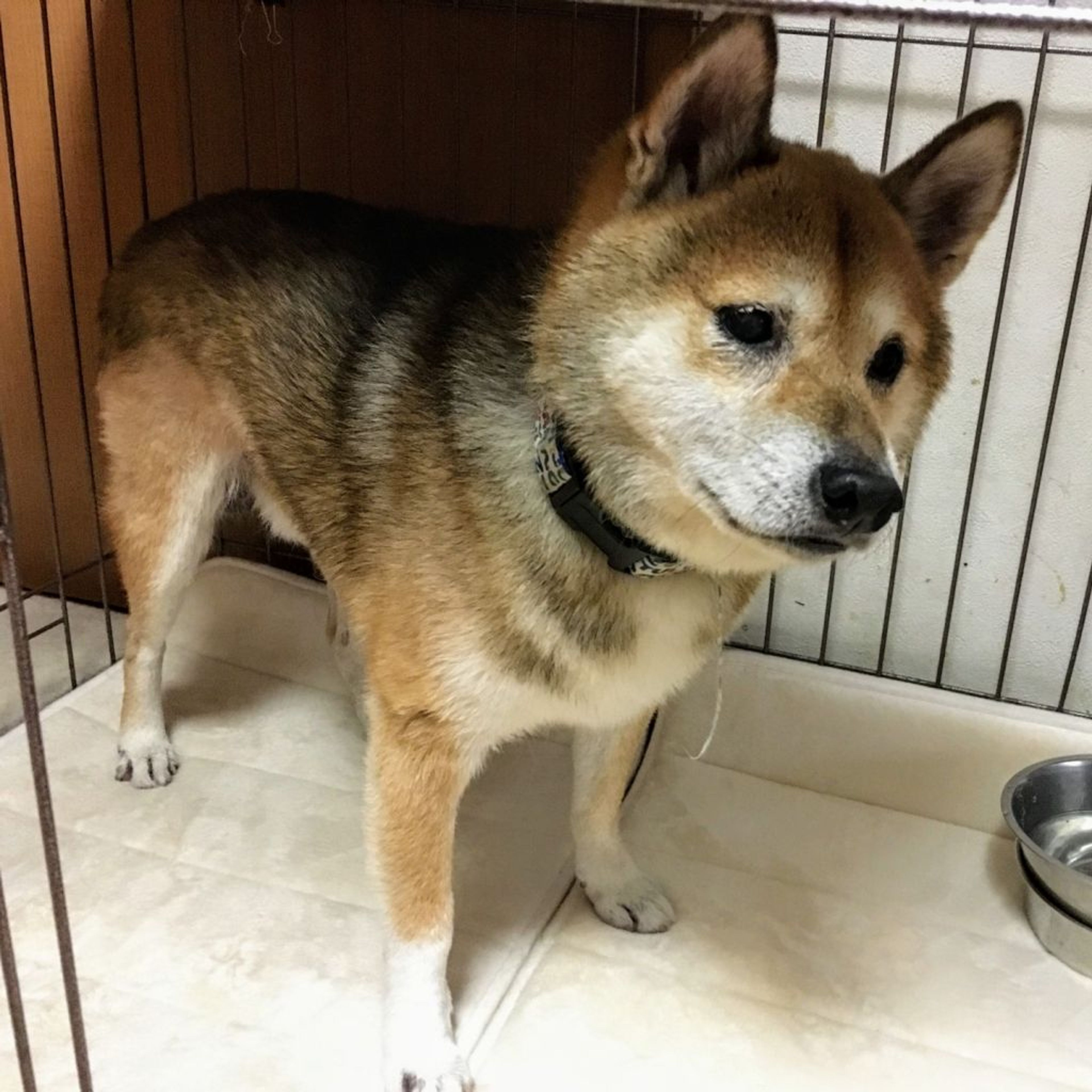 雑種（ミックス犬）・オスの里親募集の写真