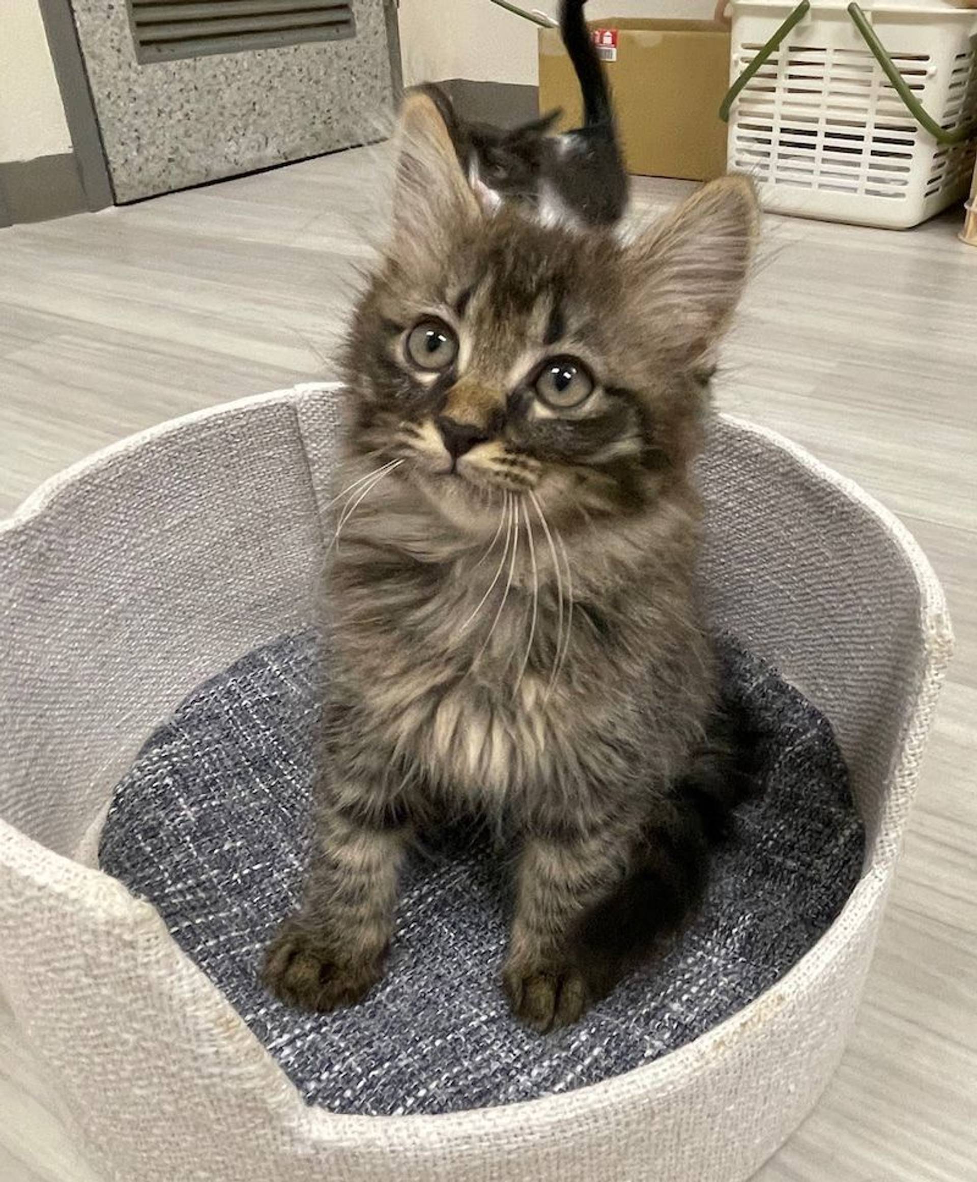 雑種（ミックス猫）・オスの里親募集の写真