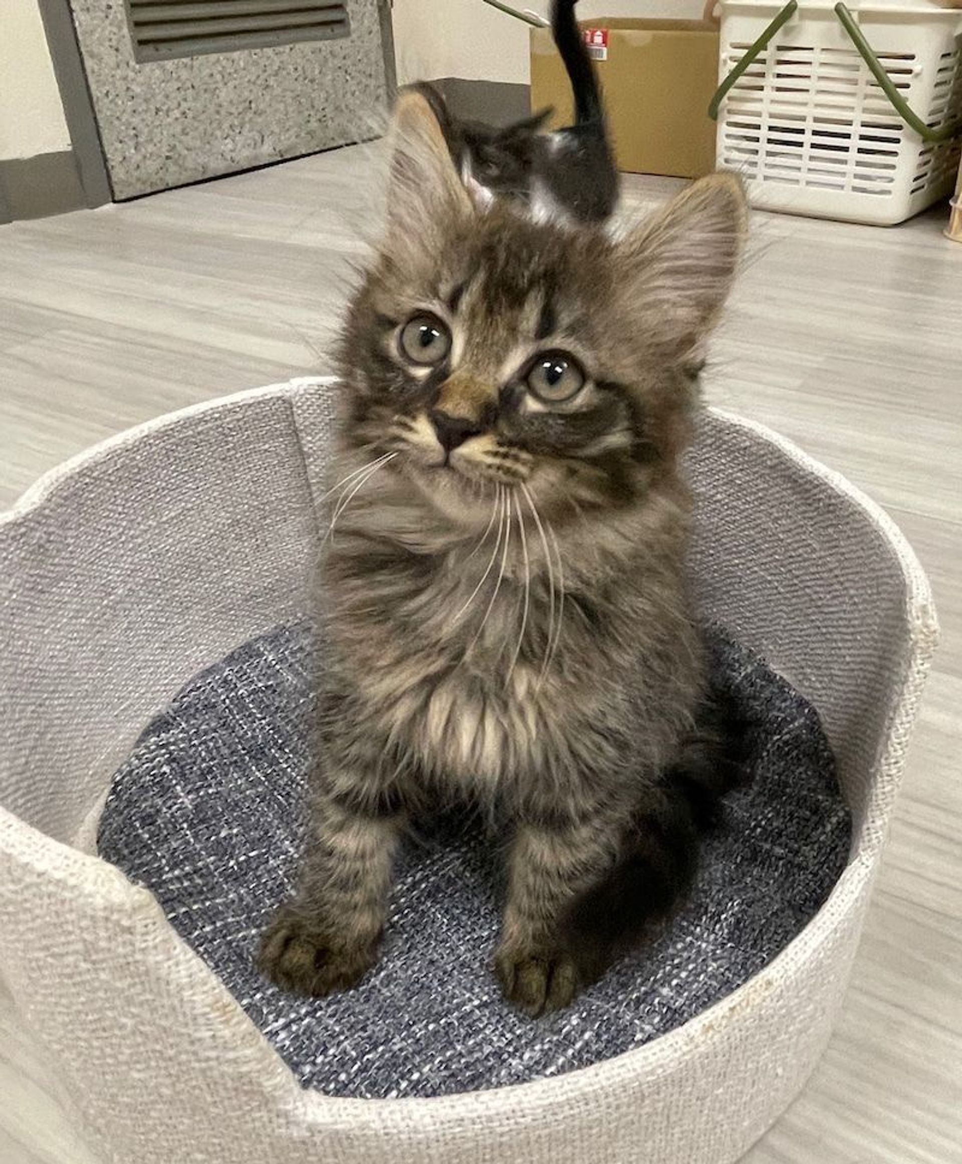 雑種（ミックス猫）・オスの里親募集の写真