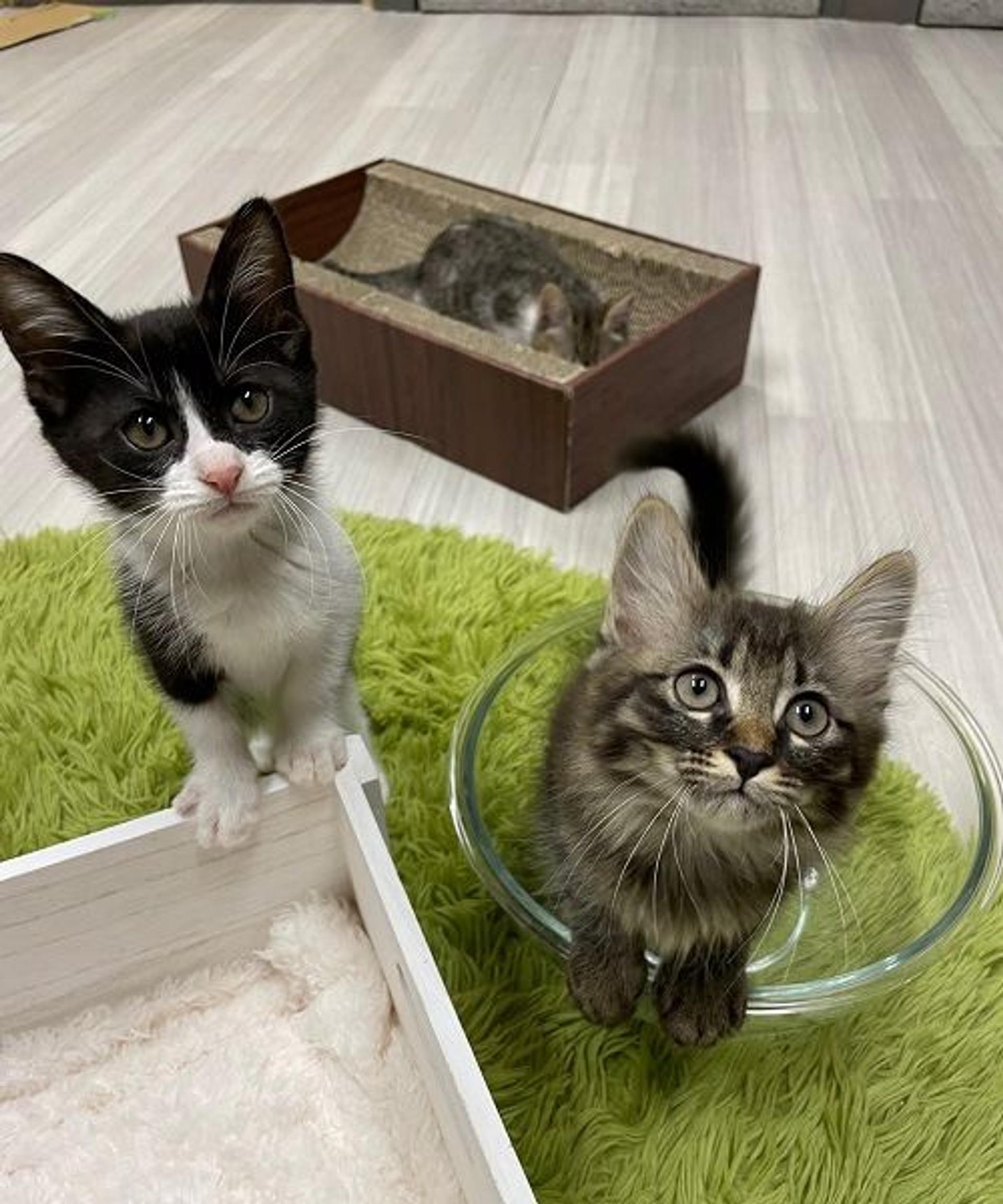 pet-image-3