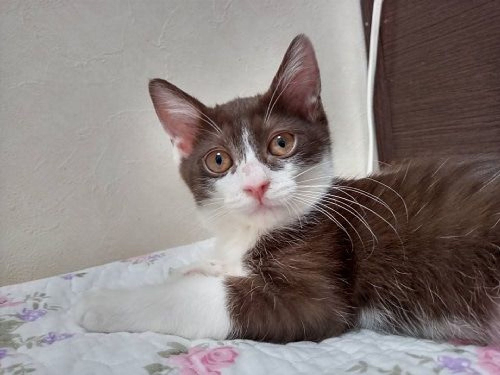 雑種（ミックス猫）・メスの里親募集の写真
