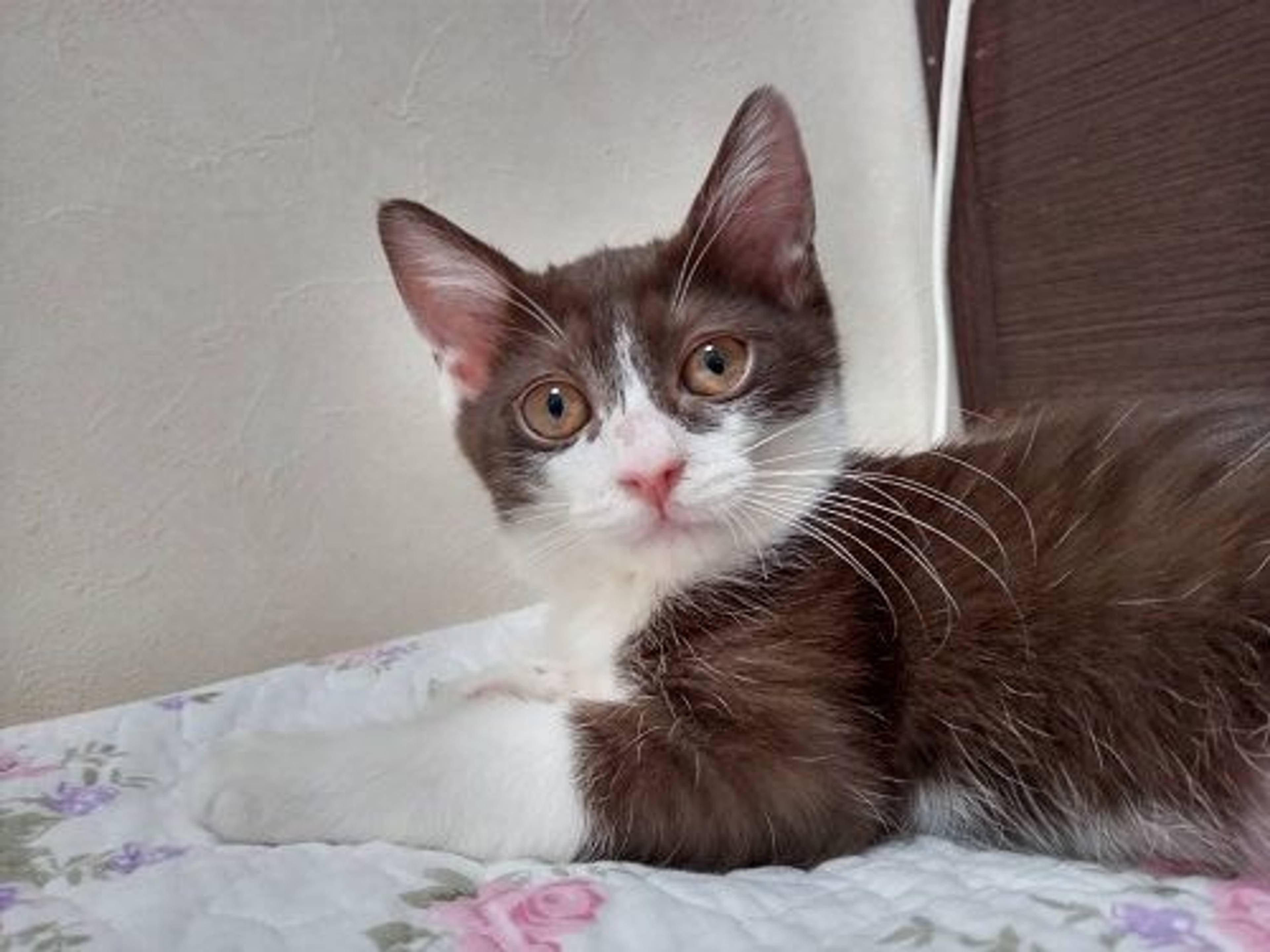 雑種（ミックス猫）・メスの里親募集の写真
