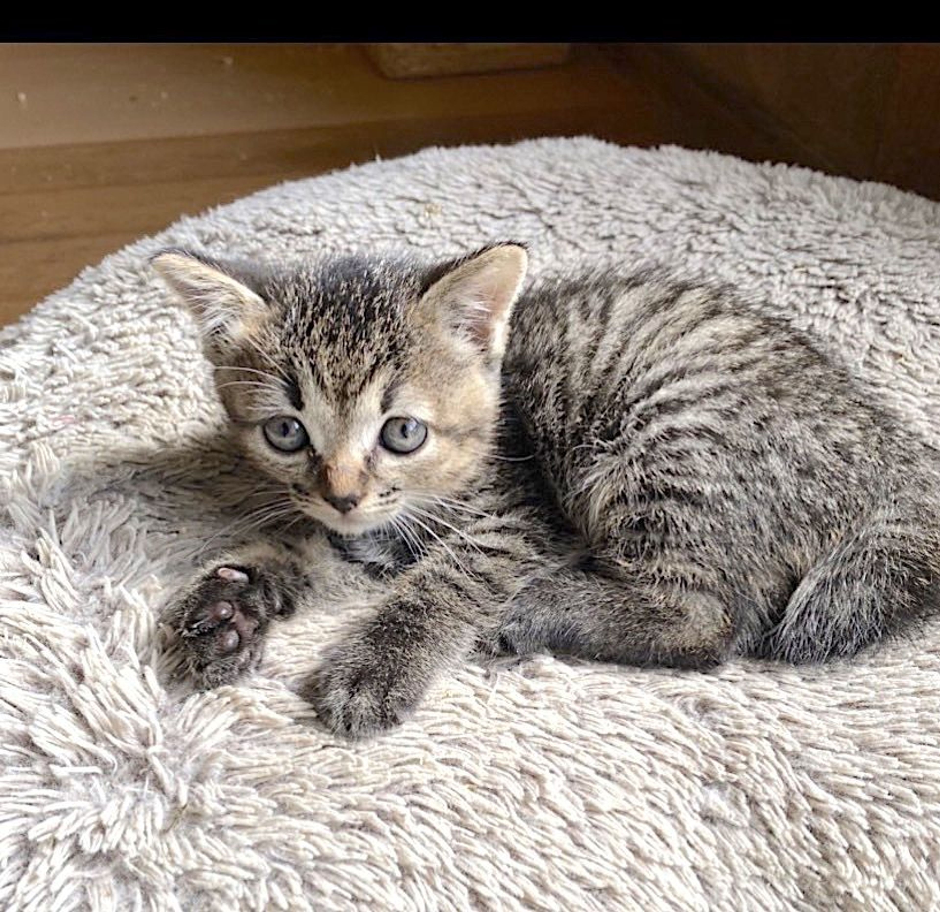 pet-image-2