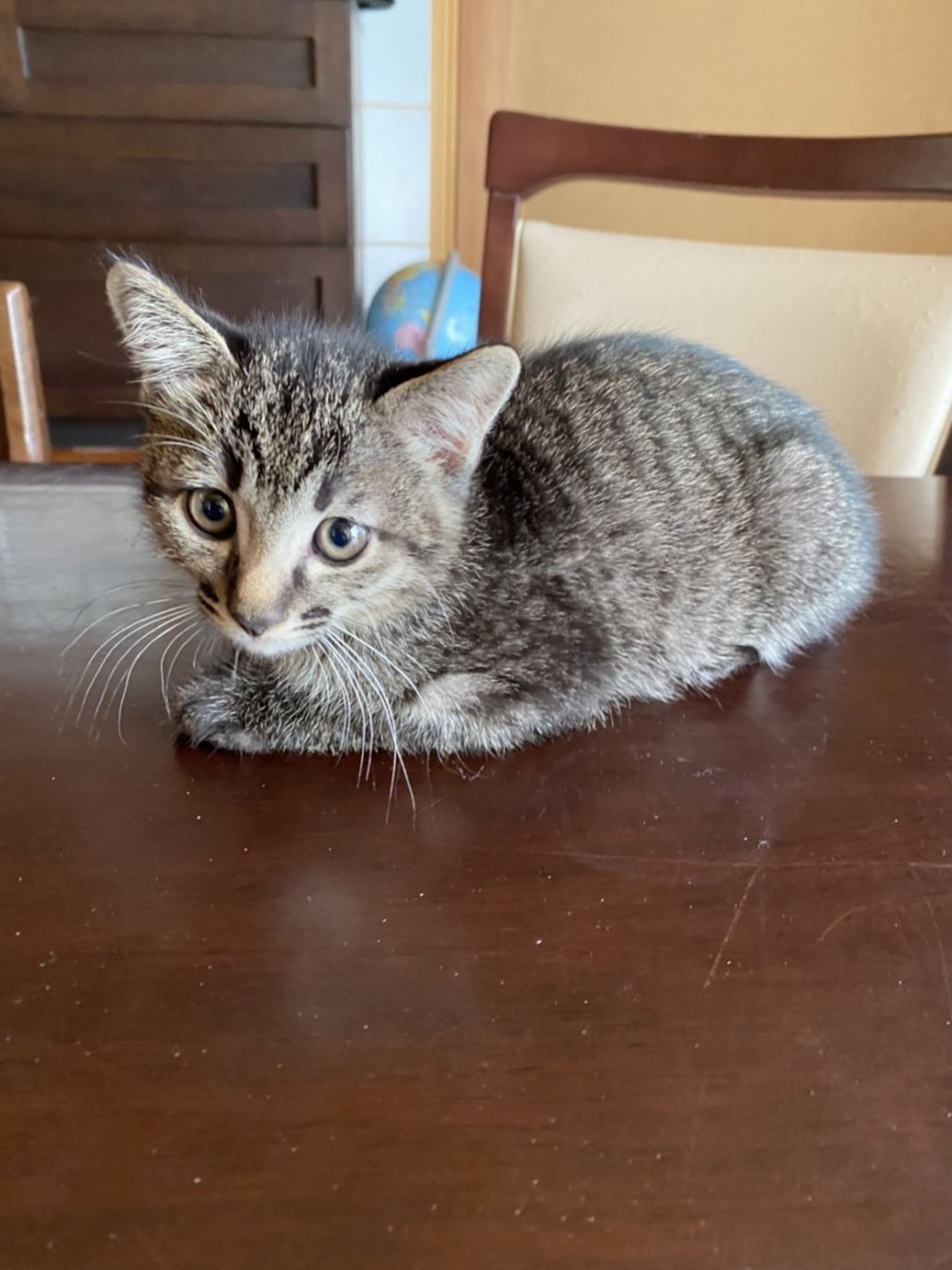 雑種（ミックス猫）・オスの里親募集の写真