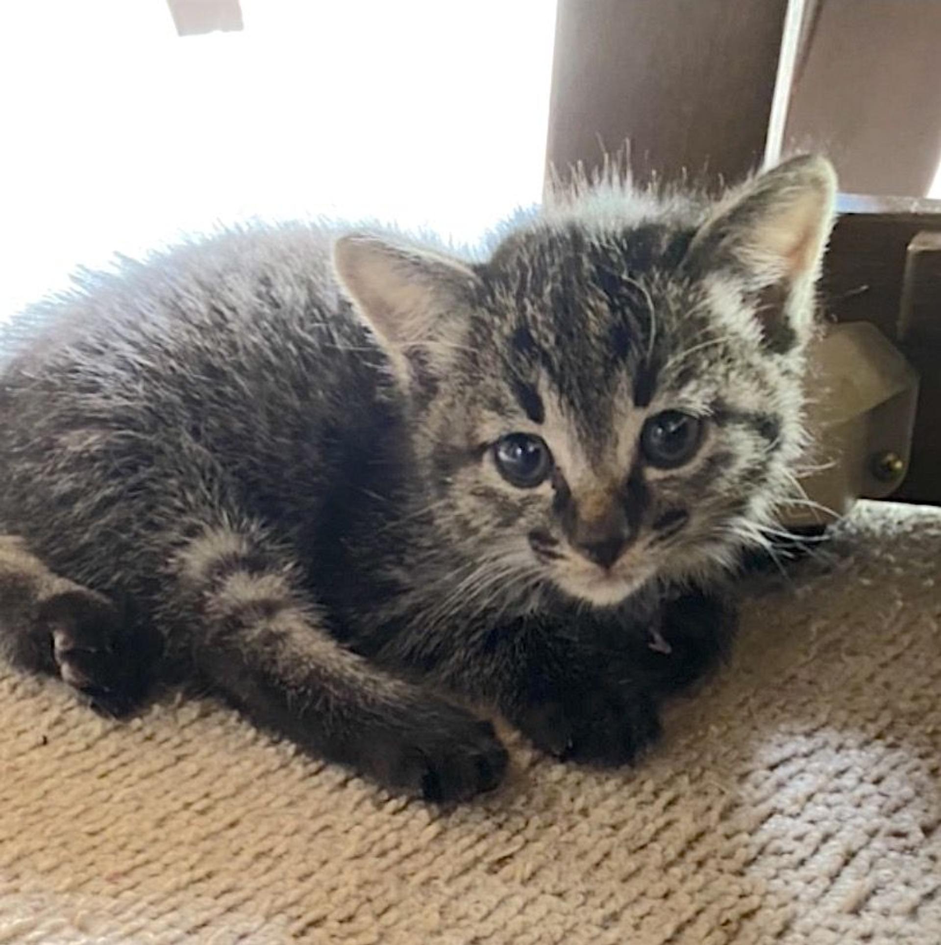 pet-image-2