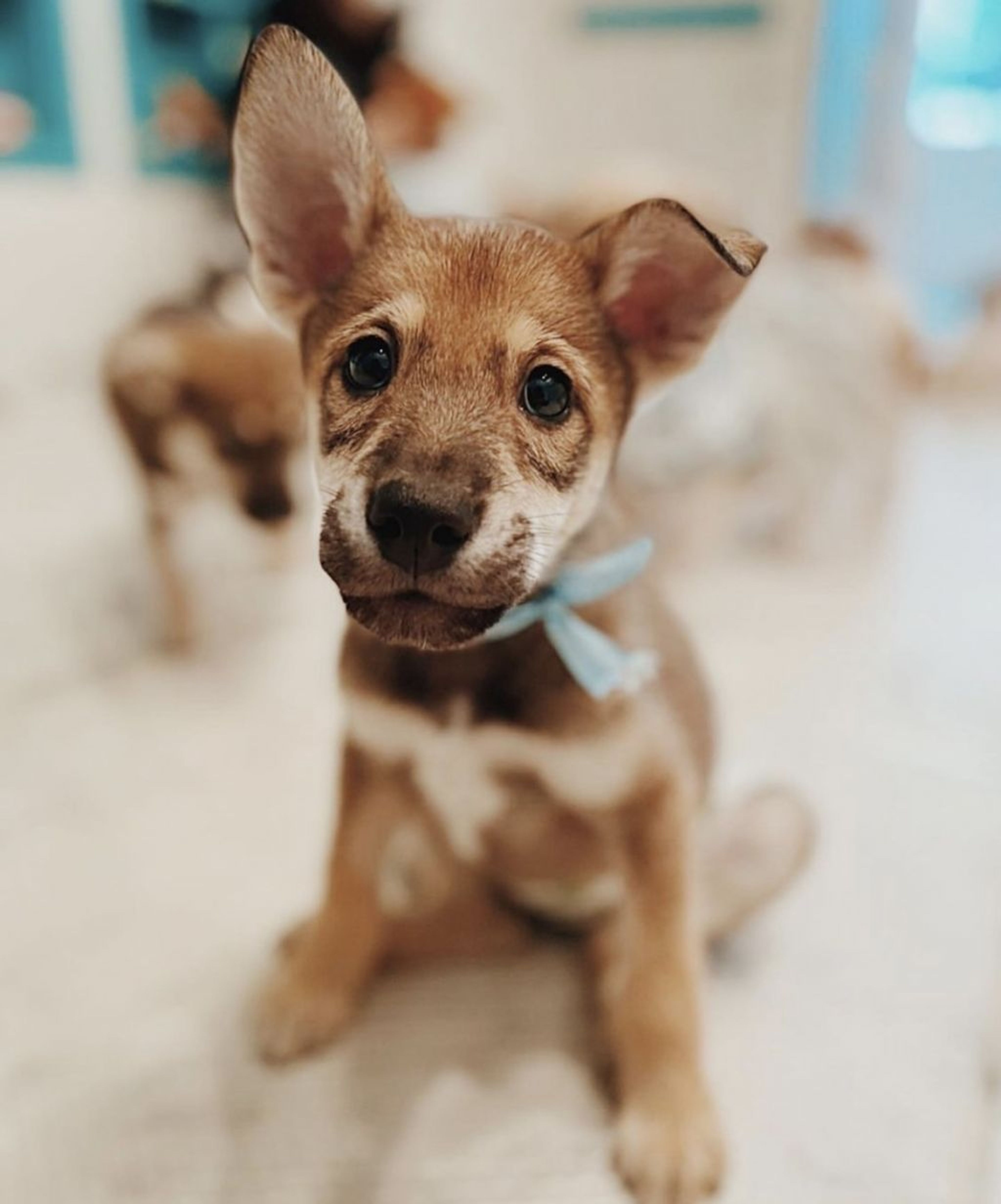 雑種（ミックス犬）・オスの里親募集の写真