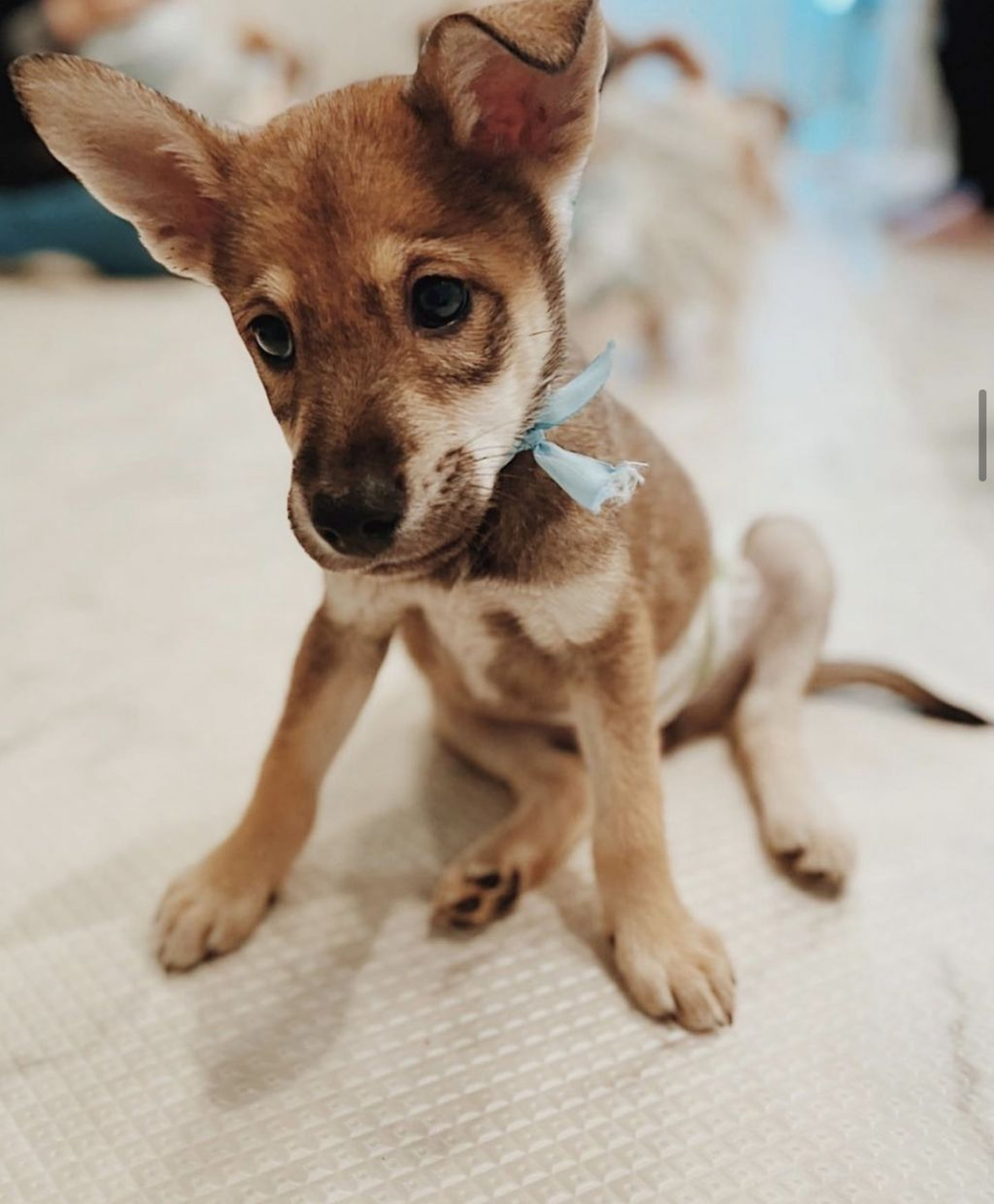 pet-image-2