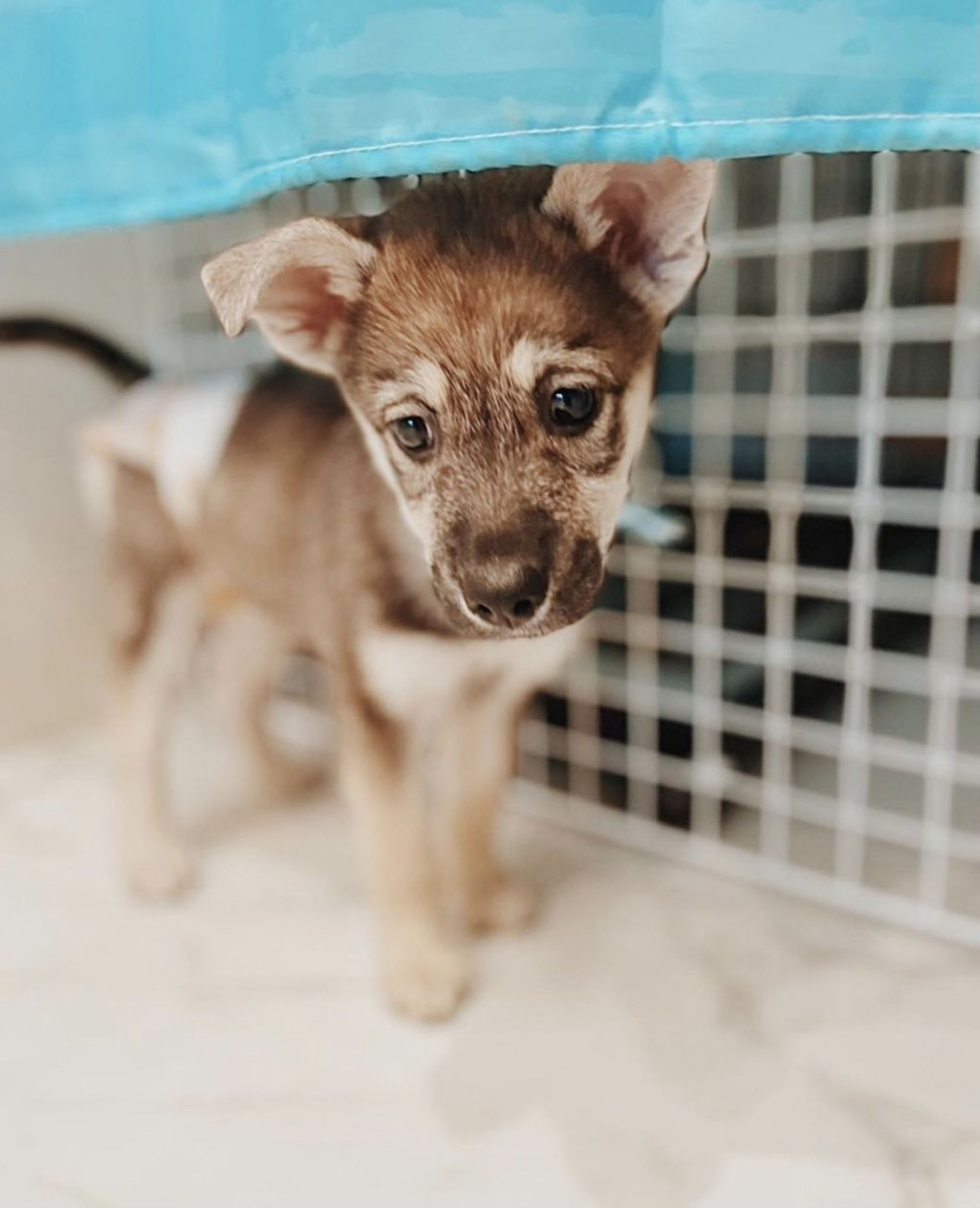 雑種（ミックス犬）・メスの里親募集の写真