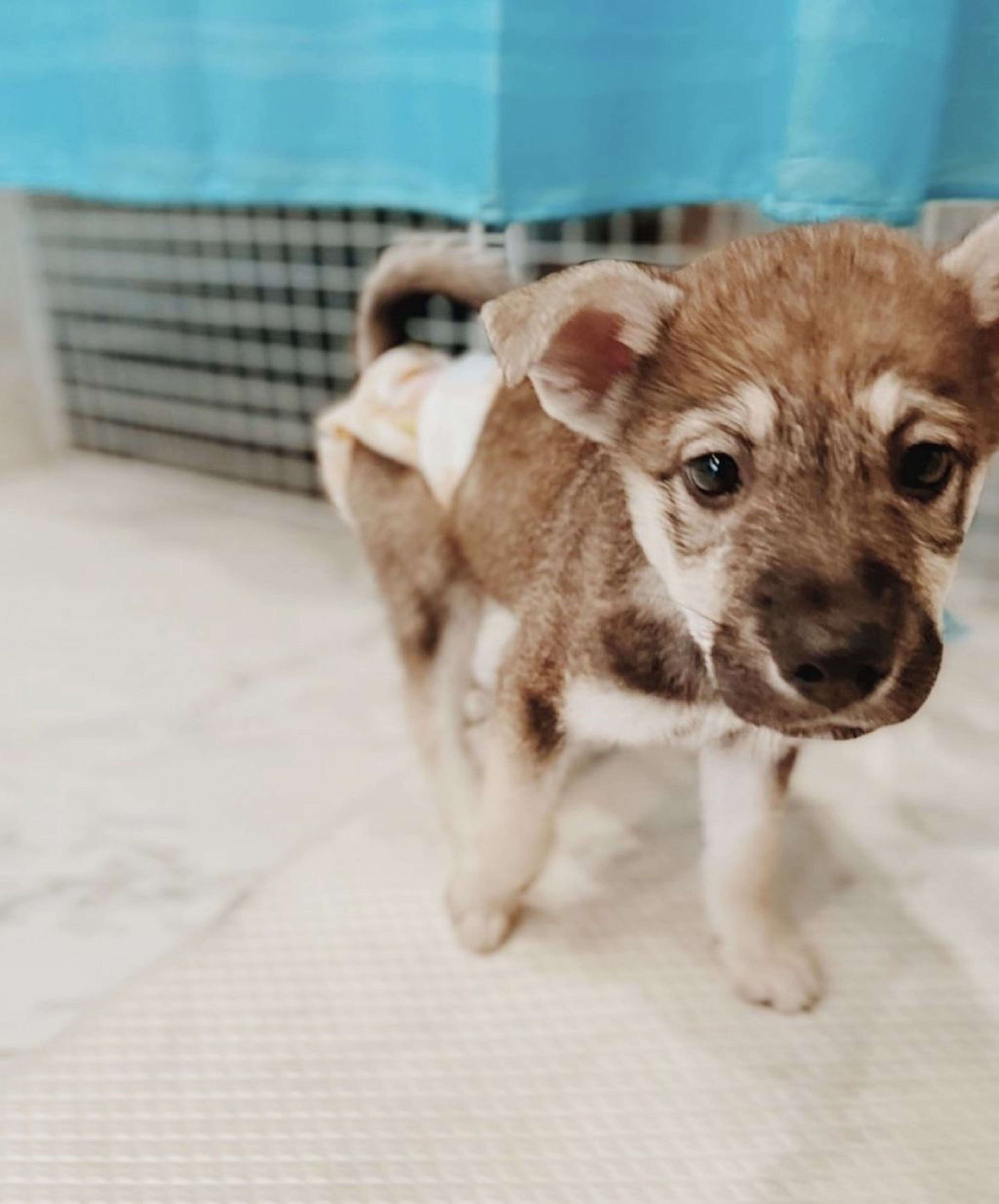 pet-image-2