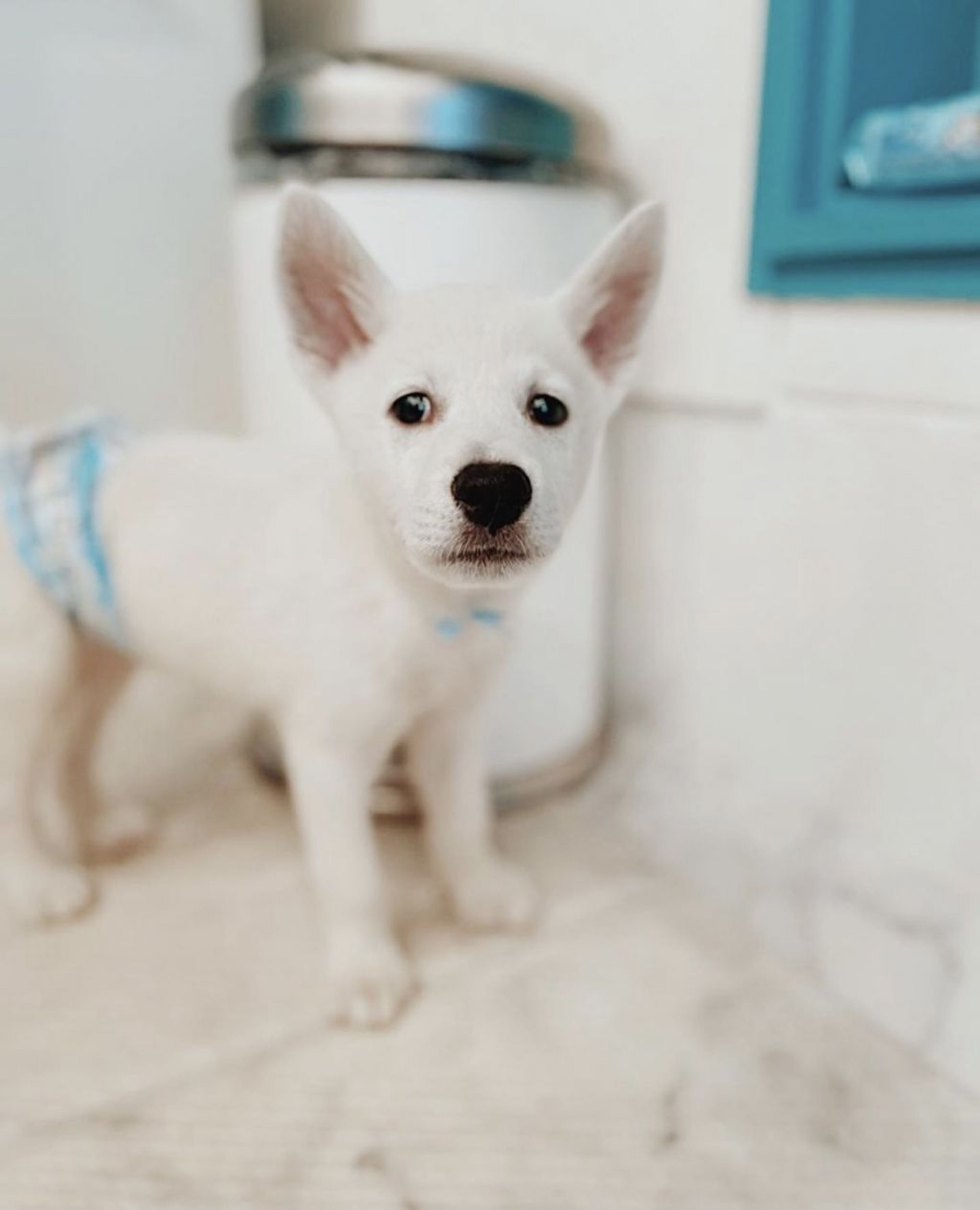 雑種（ミックス犬）・オスの里親募集の写真