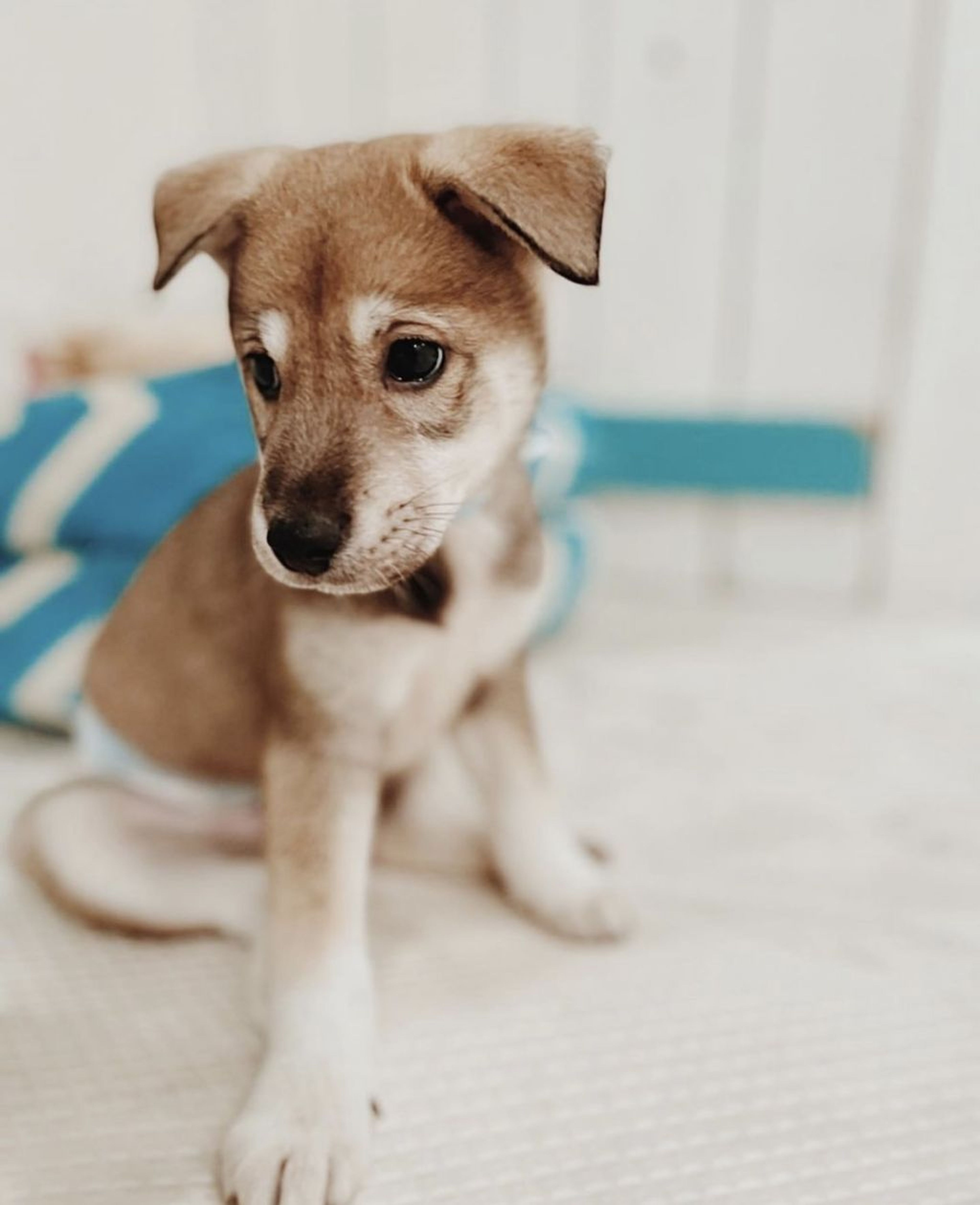 pet-image-2