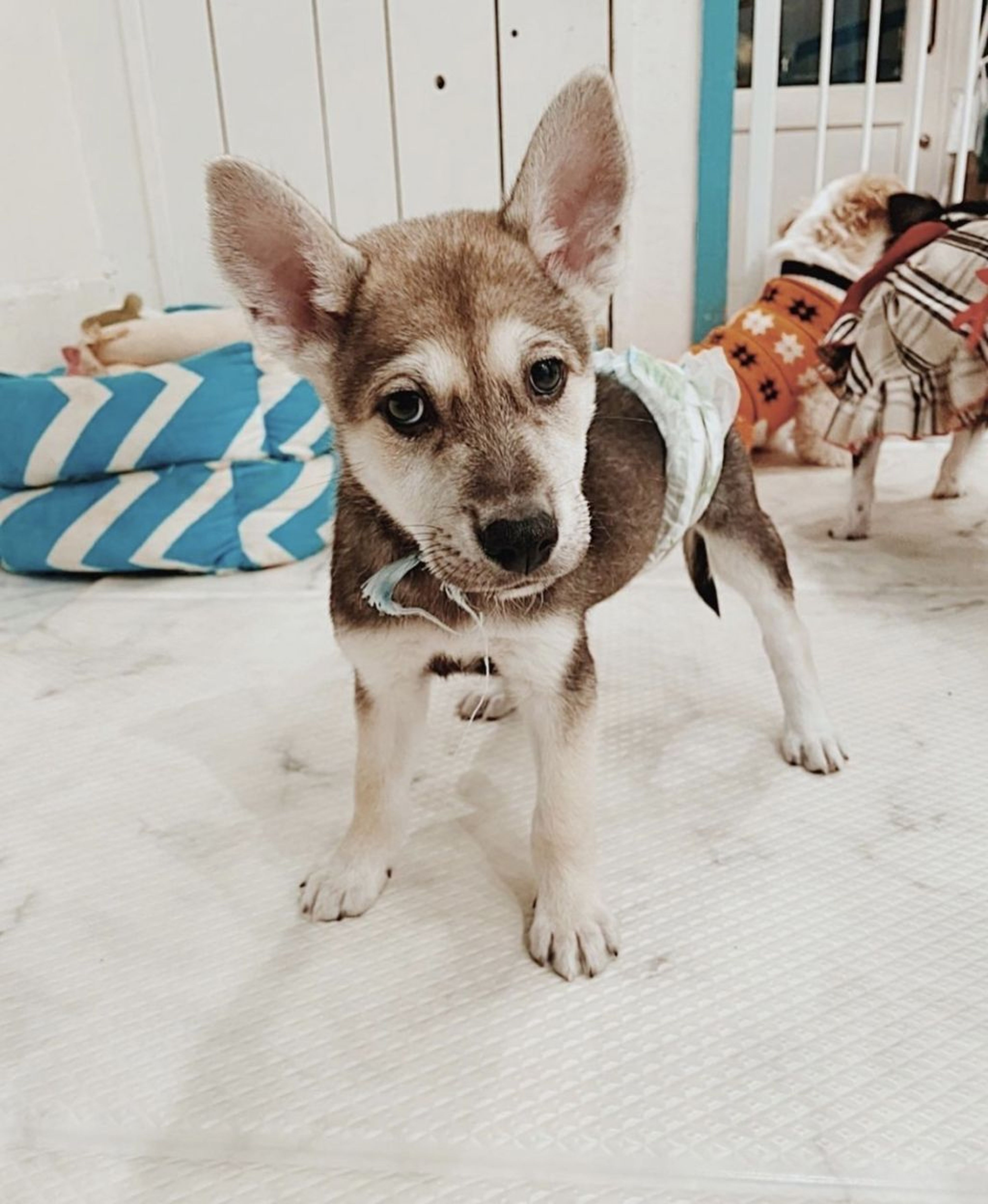 pet-image-2