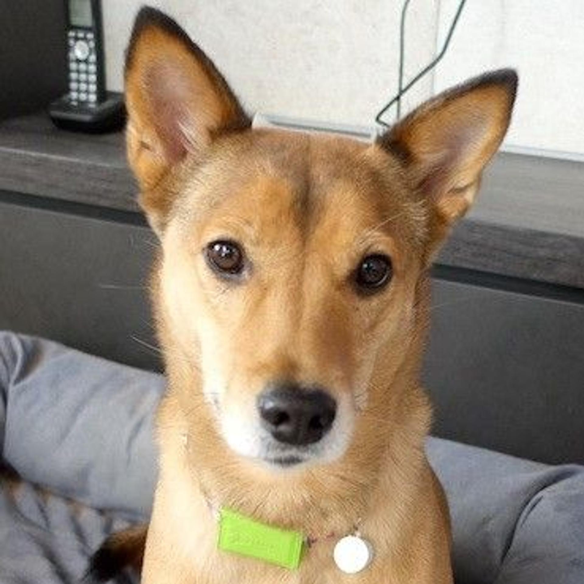 pet-image-2