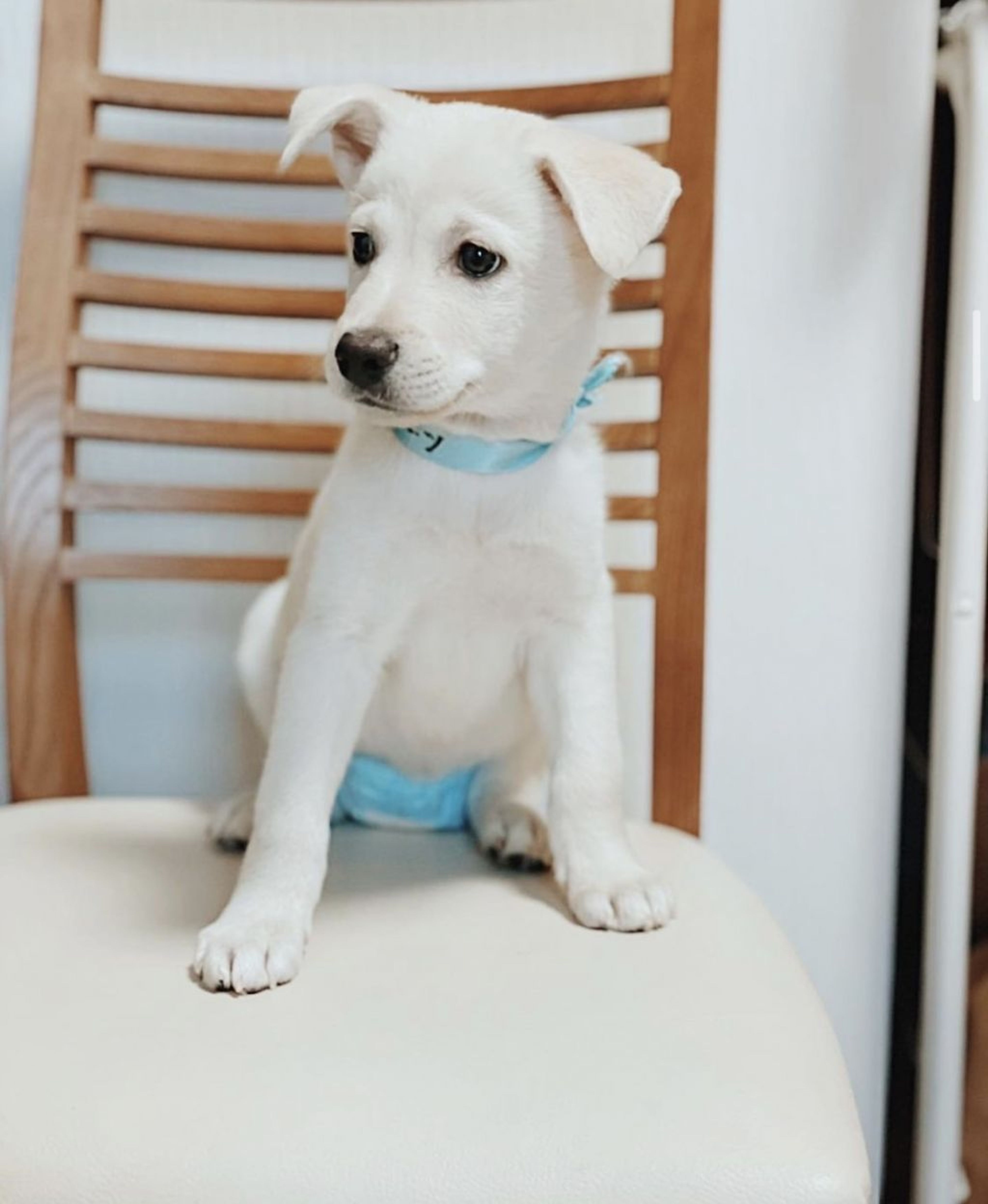 雑種（ミックス犬）・メスの里親募集の写真