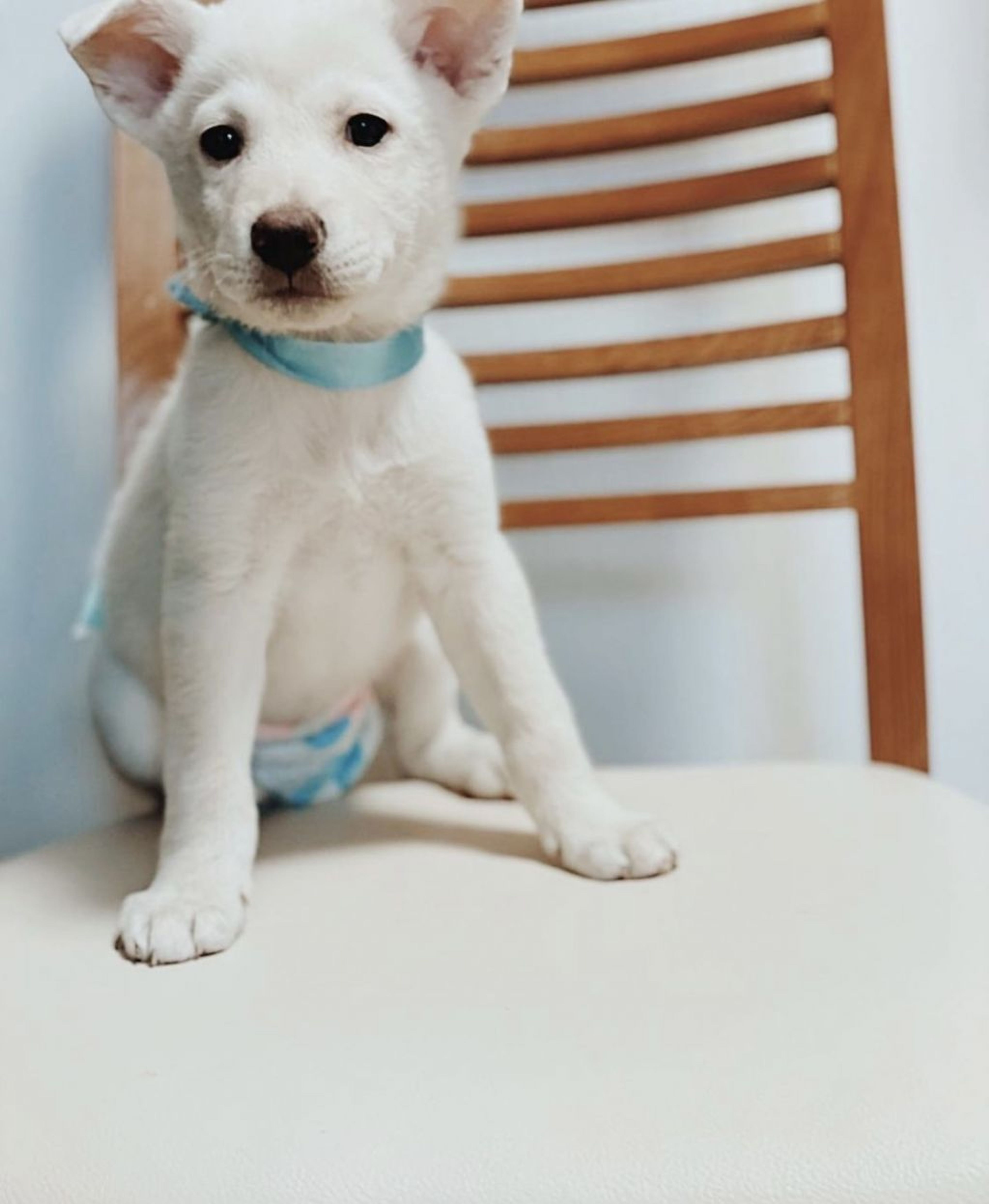 雑種（ミックス犬）・オスの里親募集の写真
