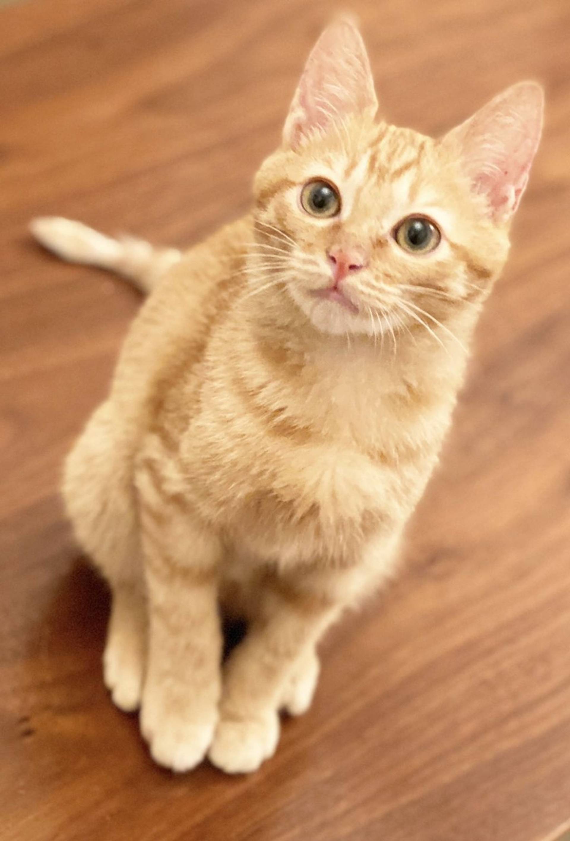 雑種（ミックス猫）・オスの里親募集の写真
