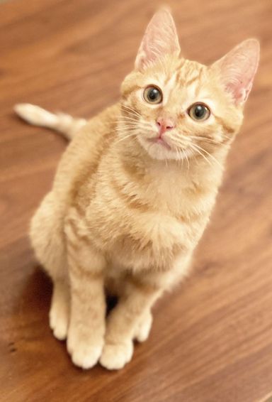 ジョー君の写真