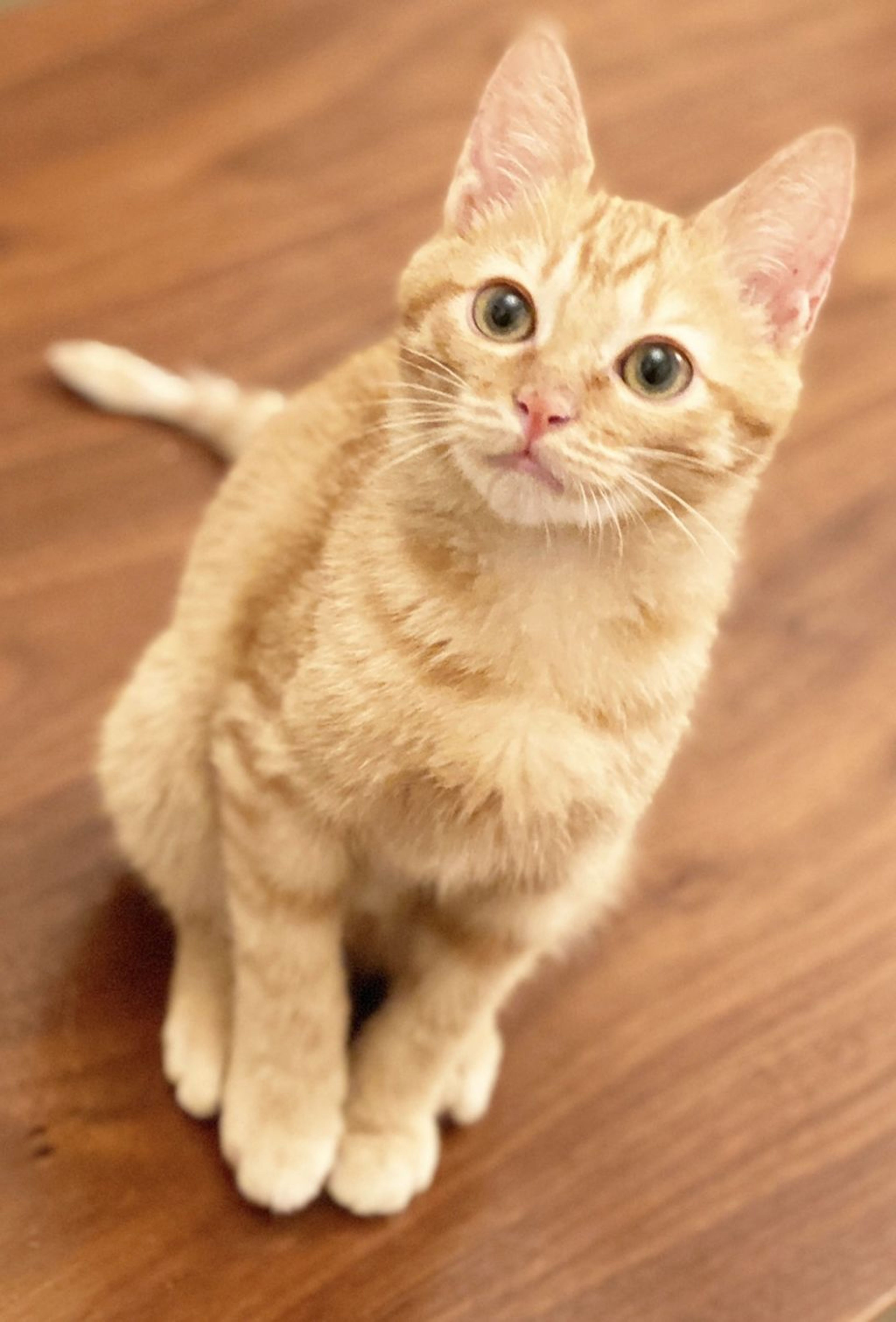 雑種（ミックス猫）・オスの里親募集の写真