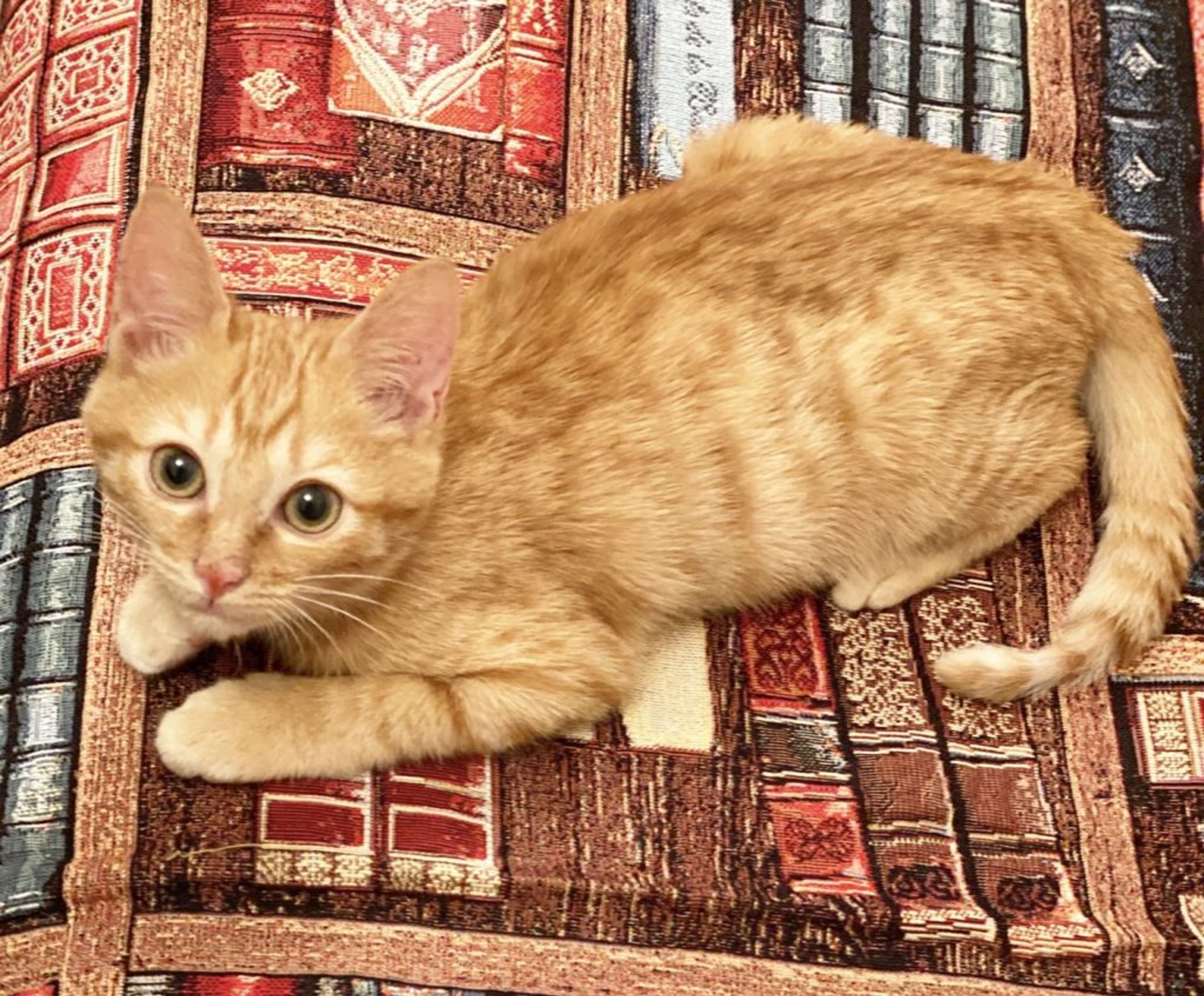 pet-image-2