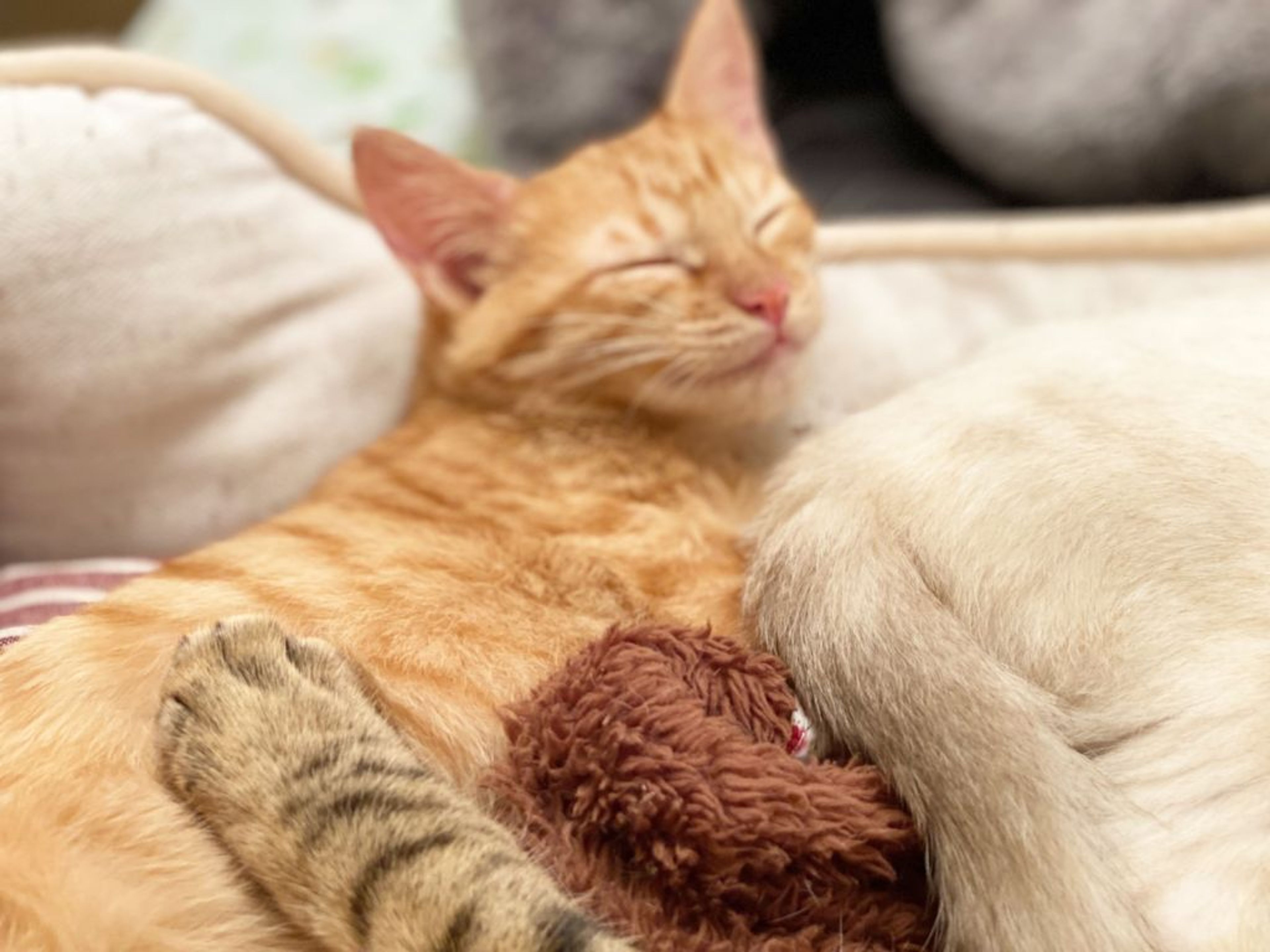 pet-image-3
