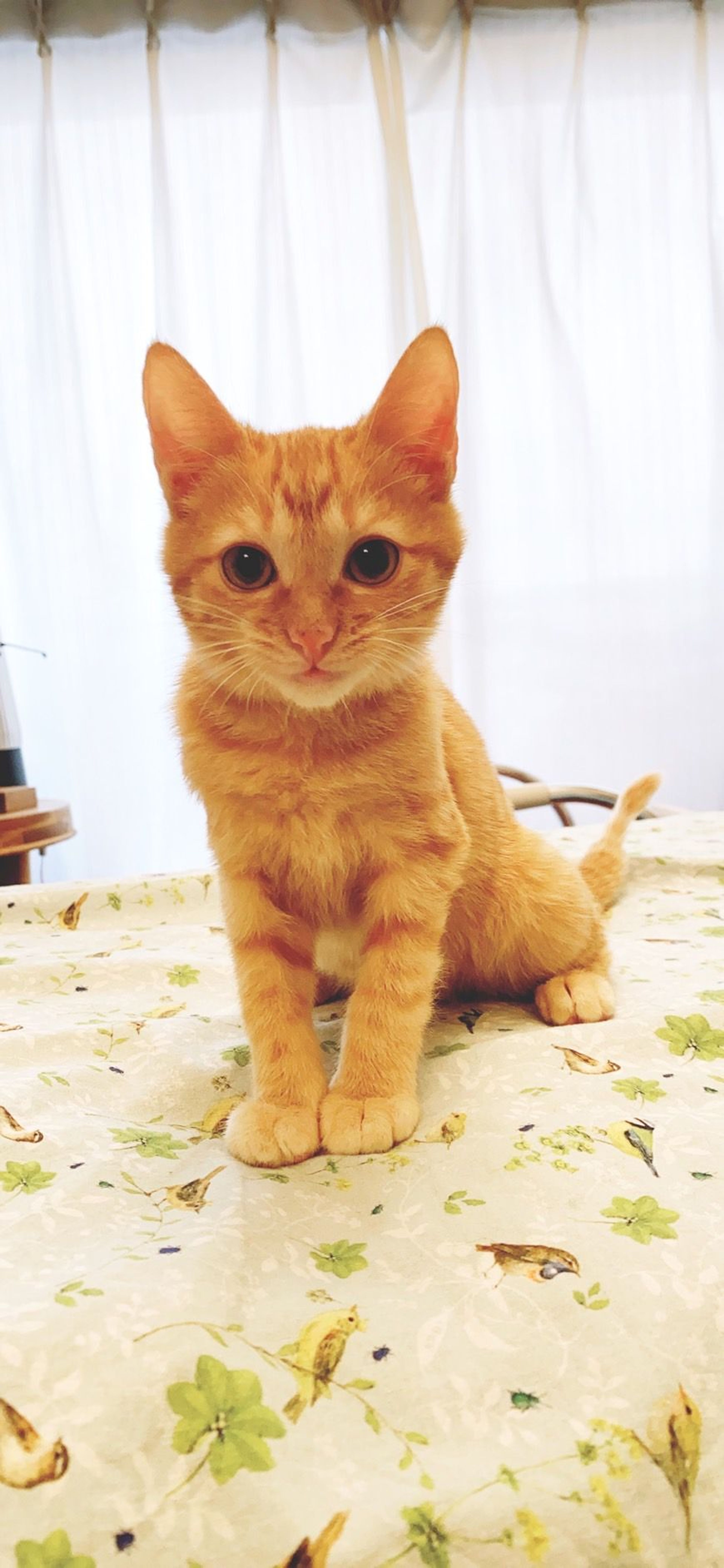 pet-image-6