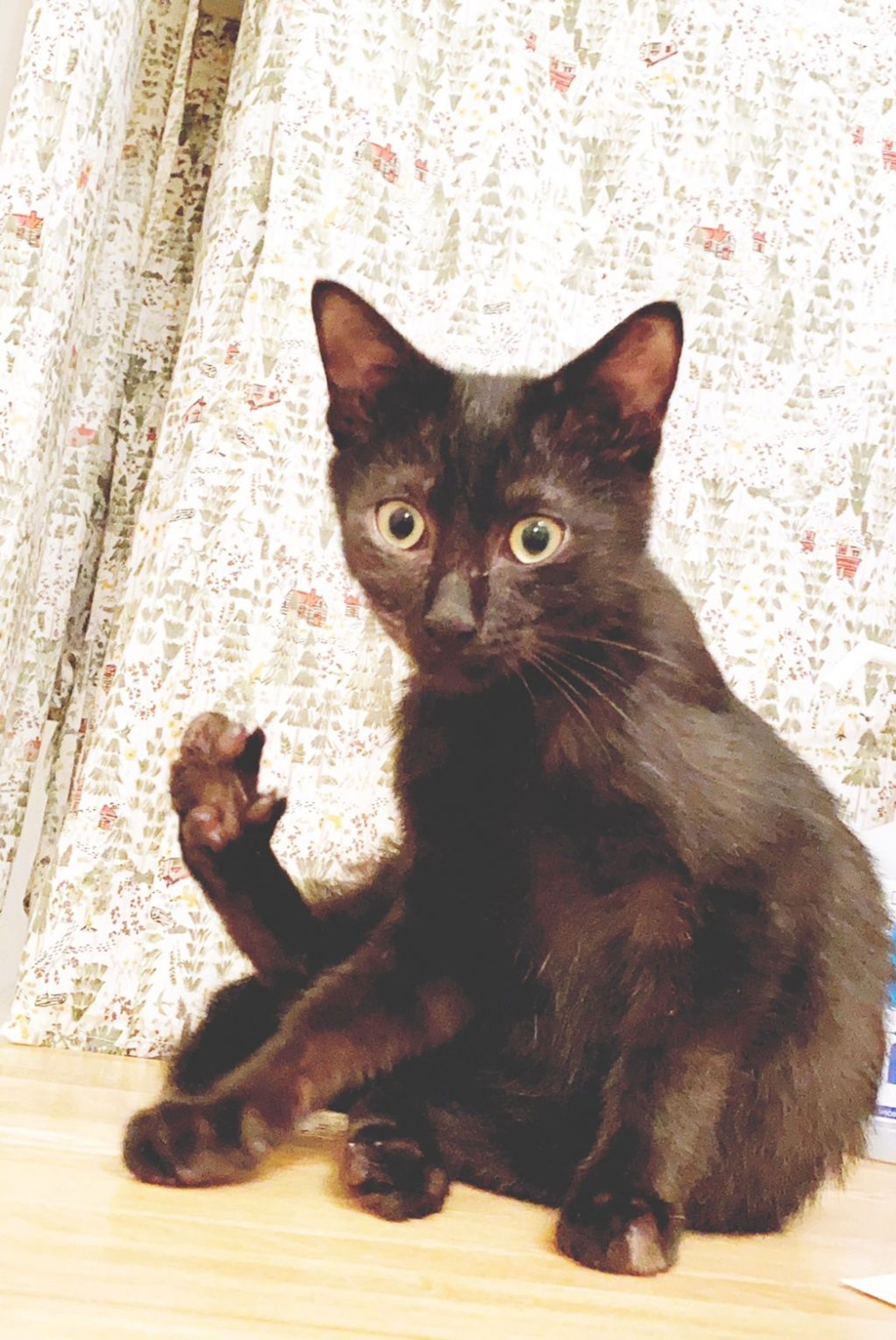雑種（ミックス猫）・オスの里親募集の写真