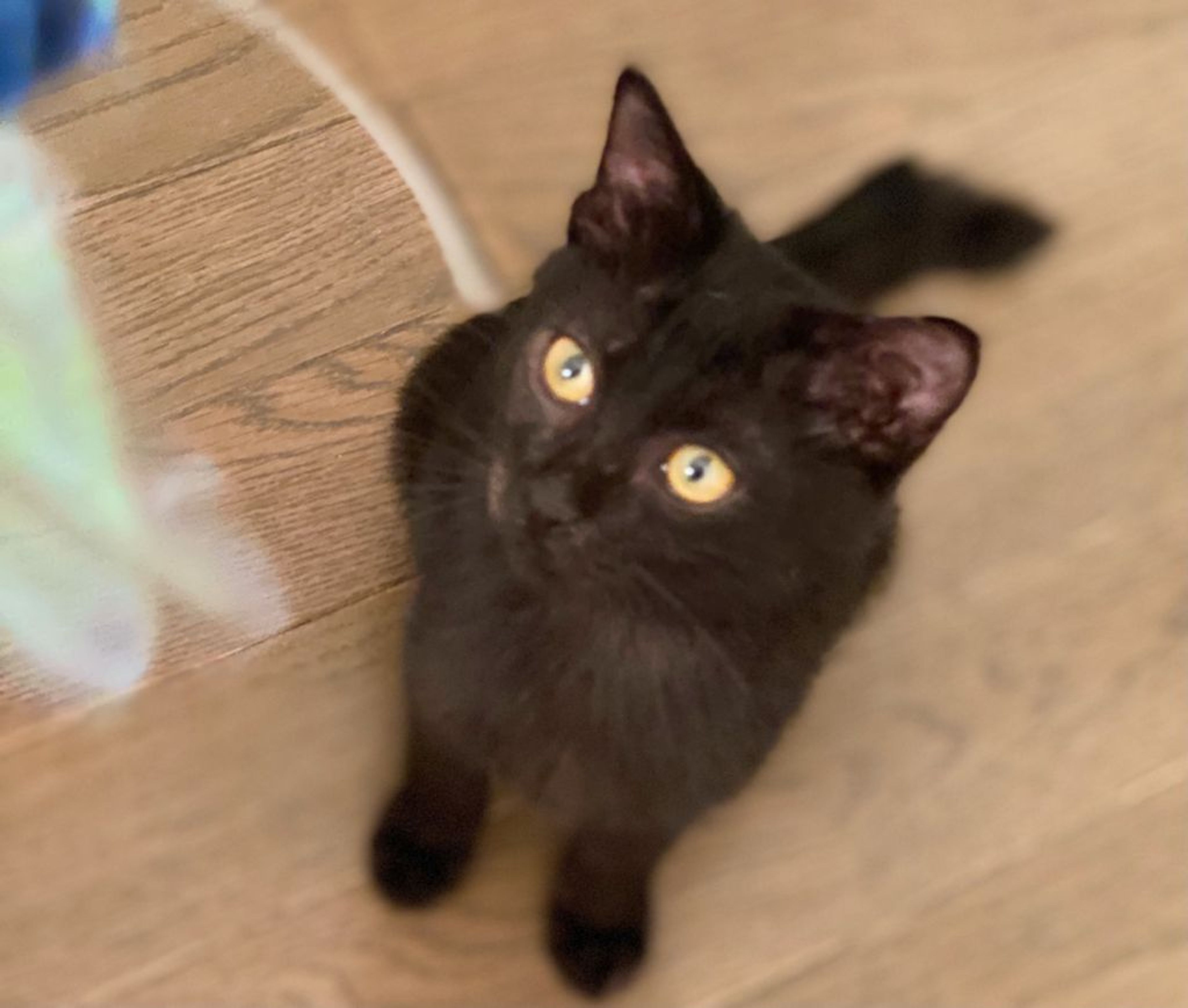 pet-image-3
