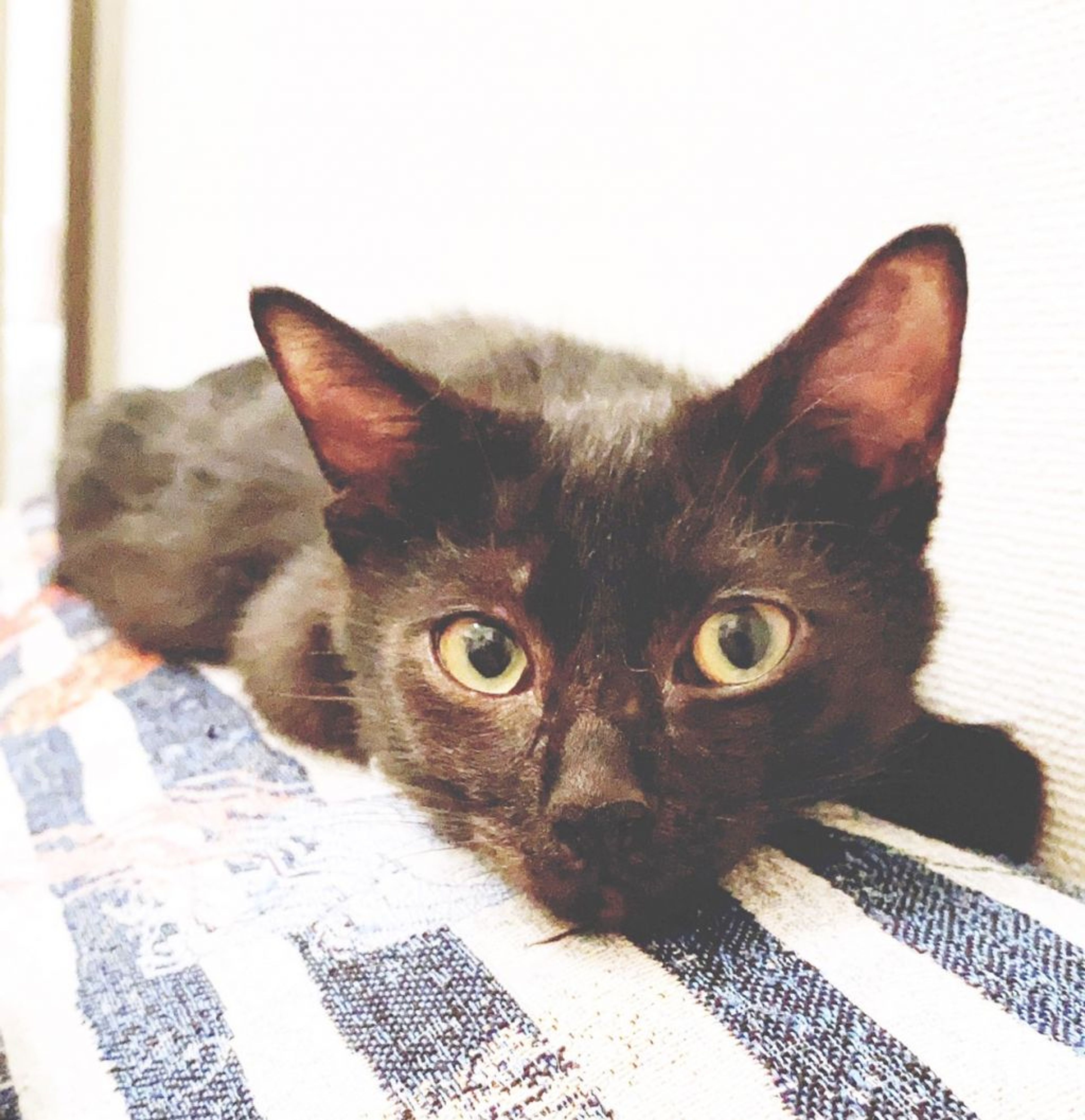 pet-image-4