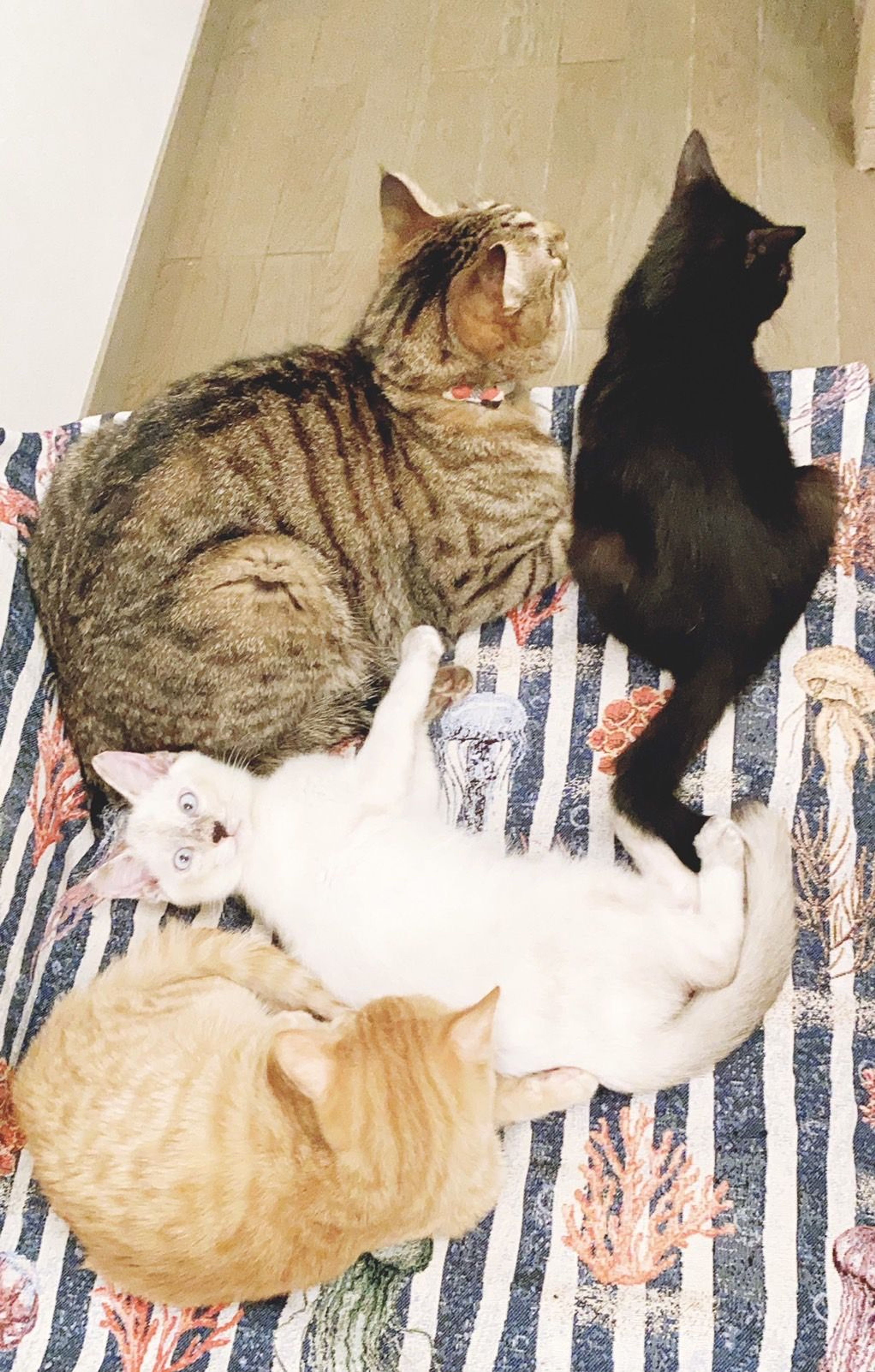 pet-image-5