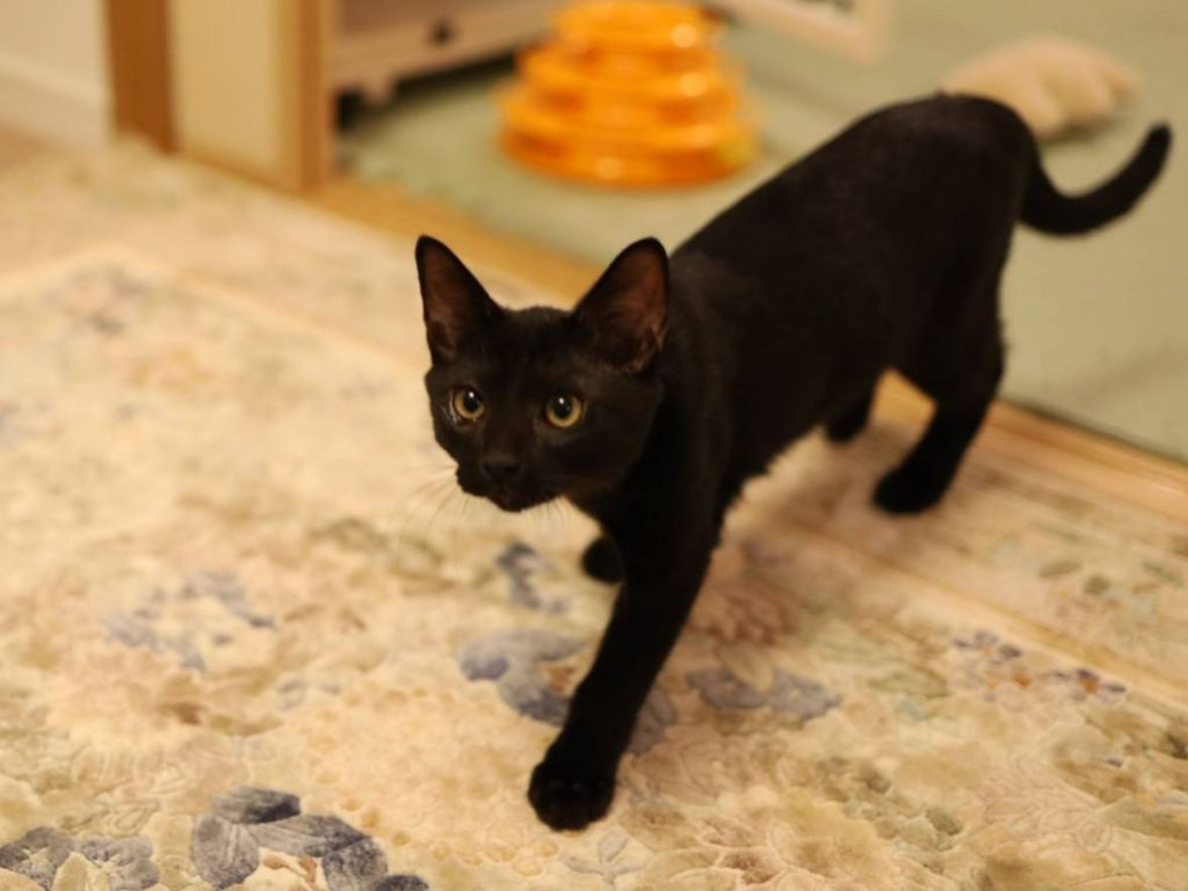 pet-image-2