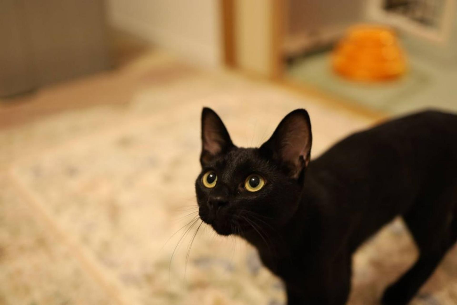 pet-image-4