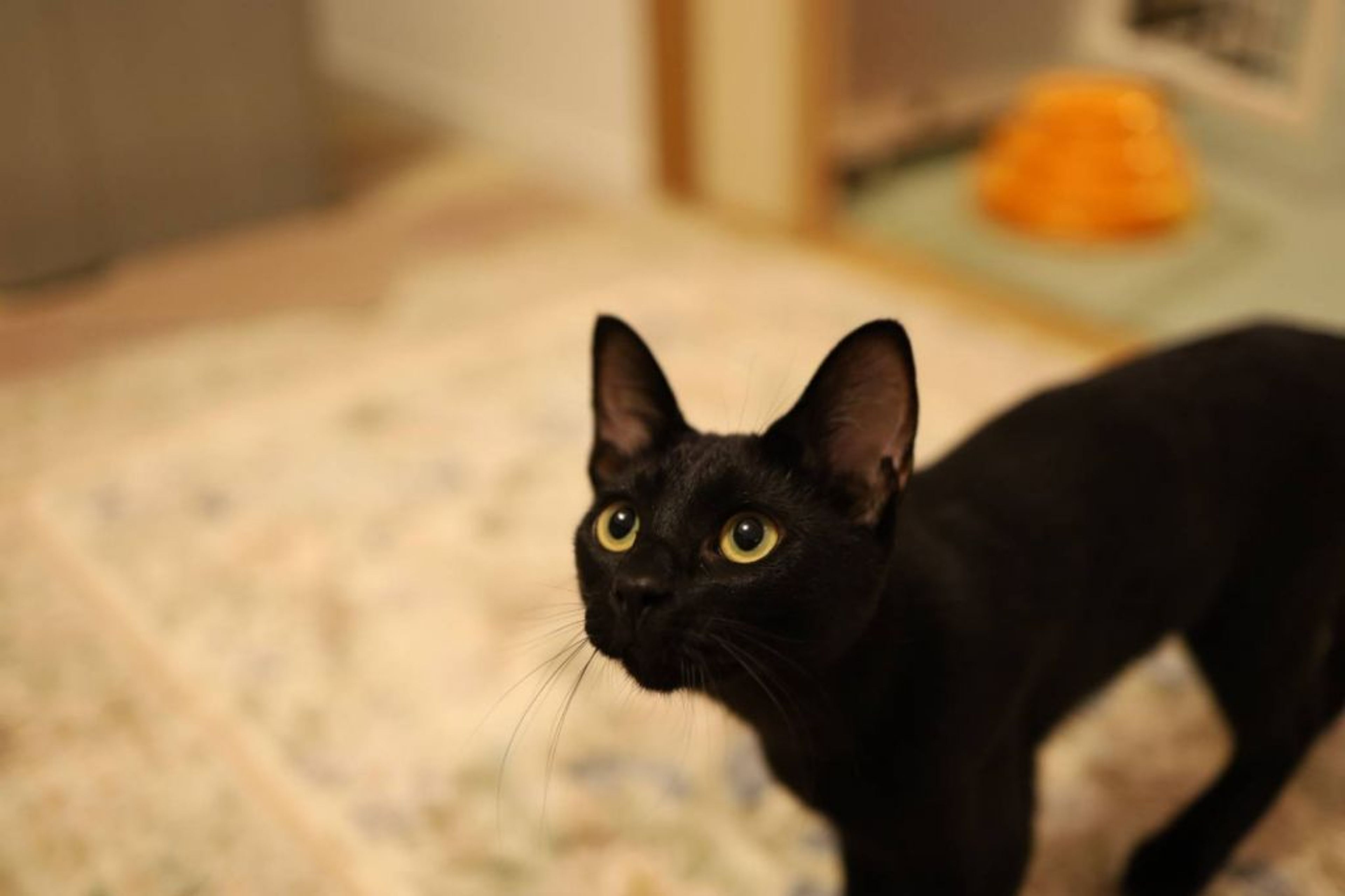 pet-image-4