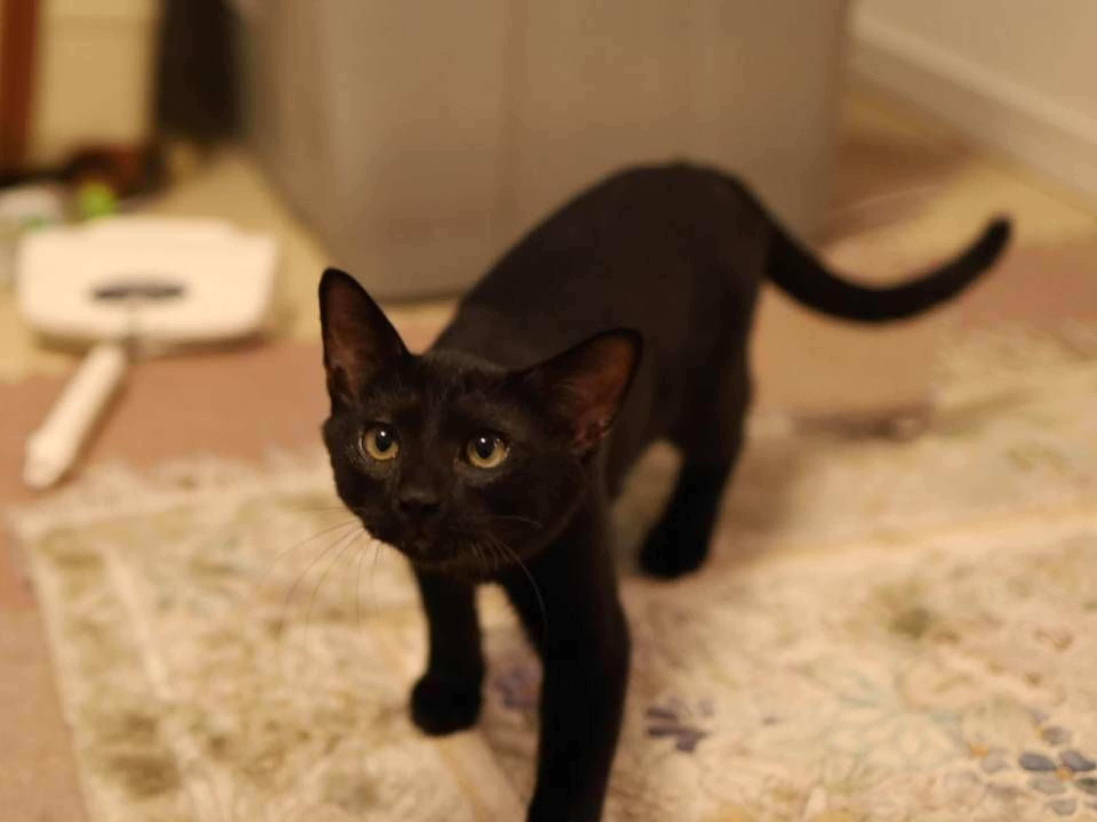 pet-image-6