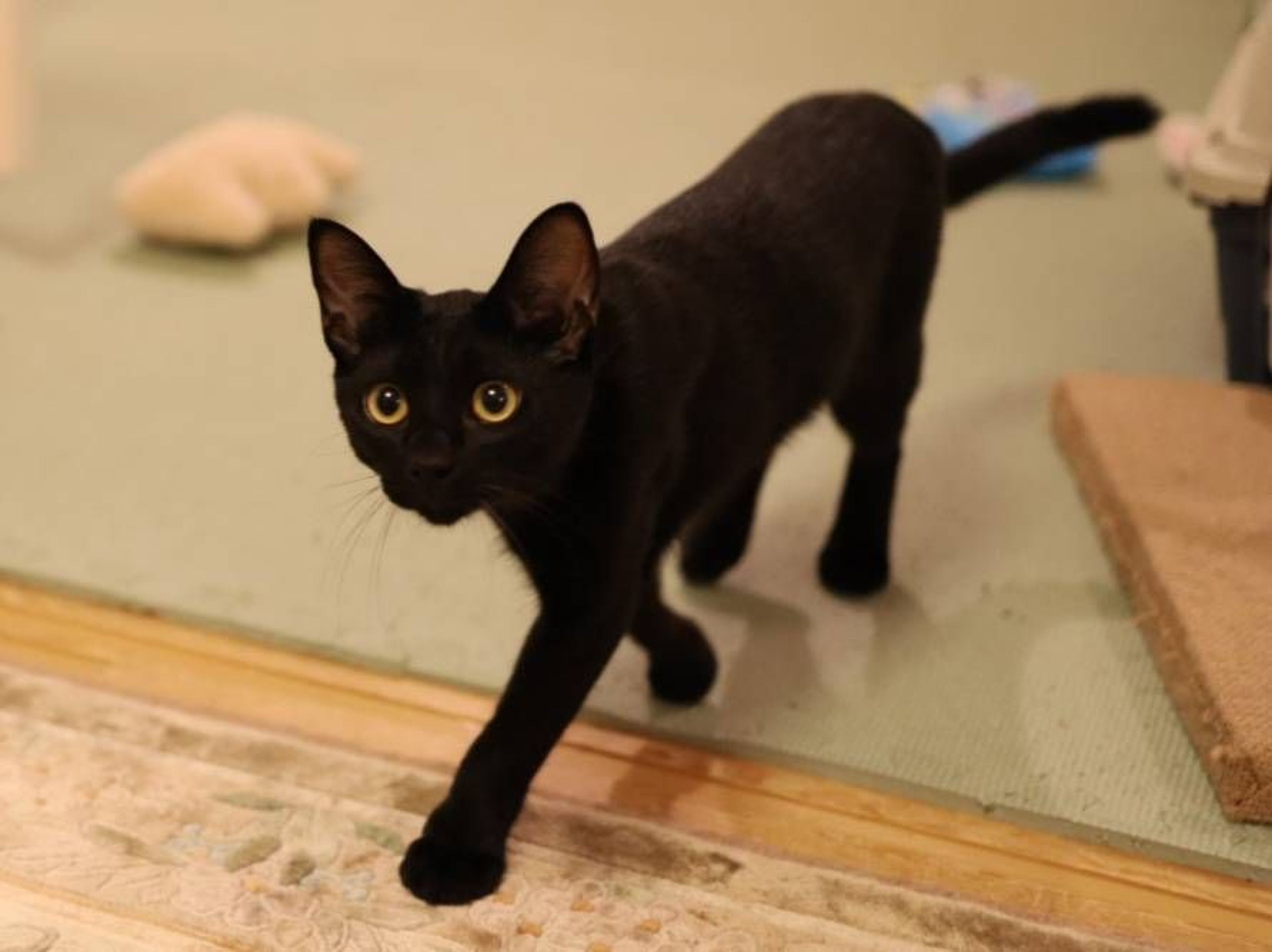 pet-image-8