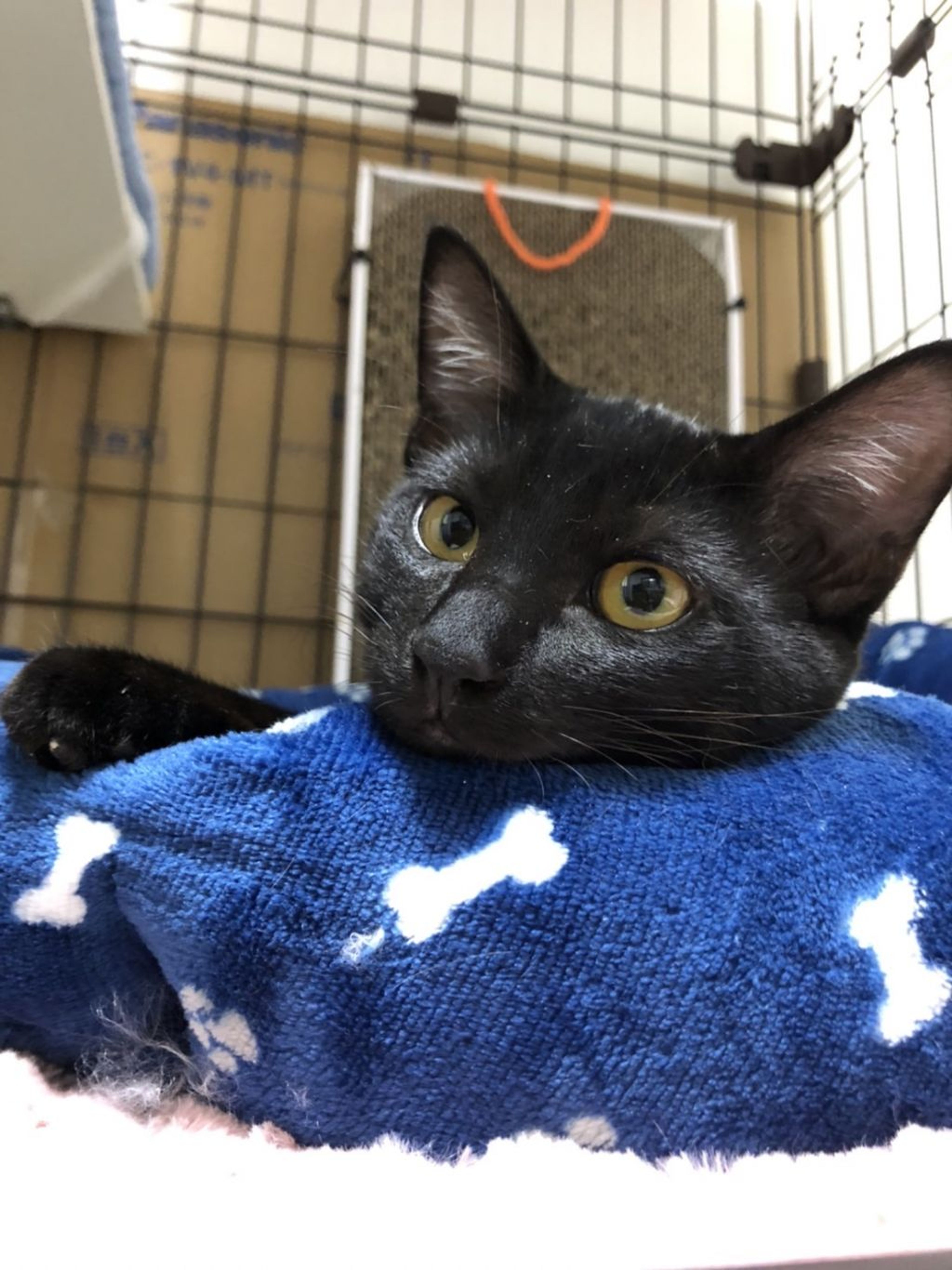 pet-image-2