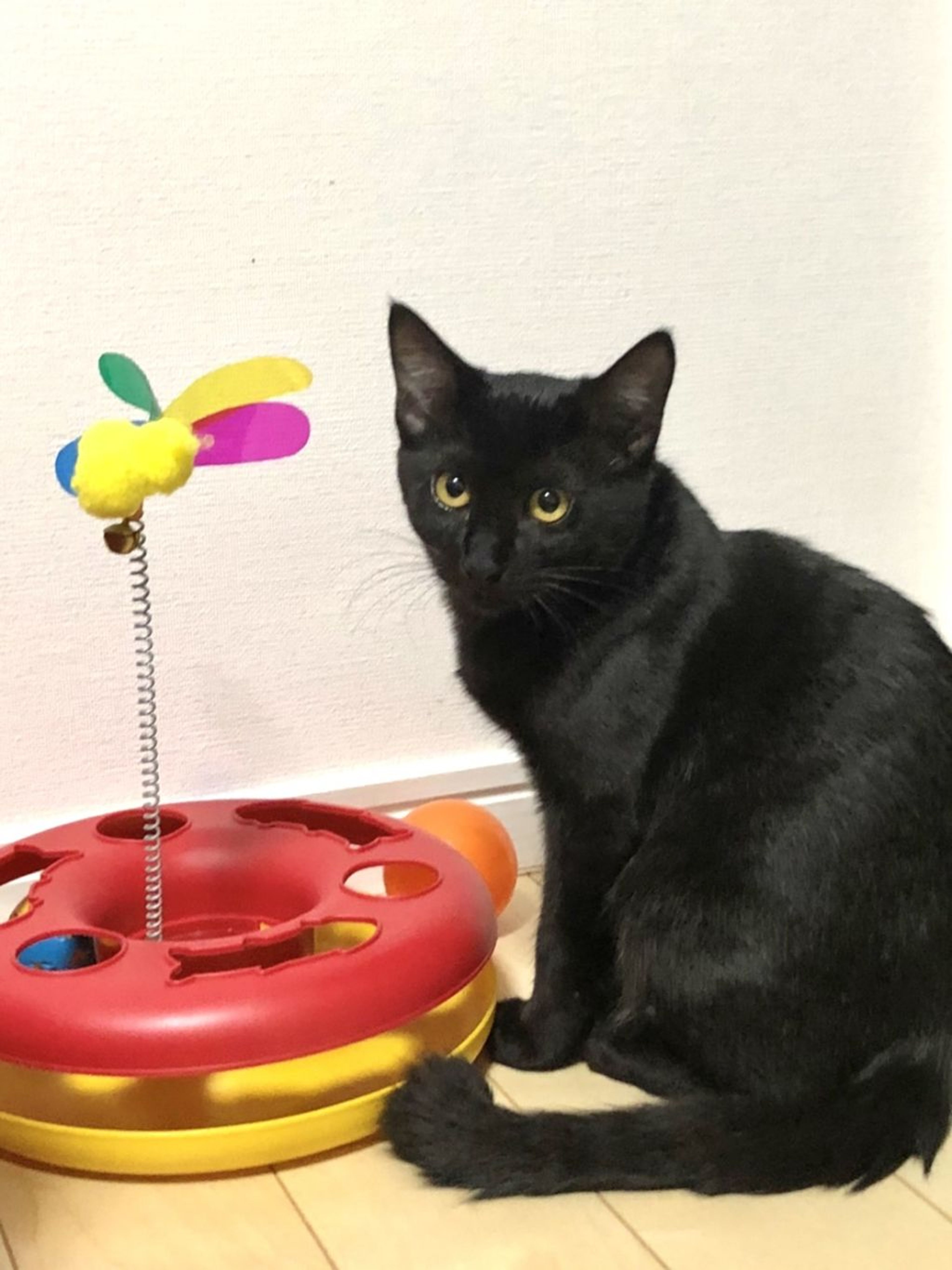 pet-image-3