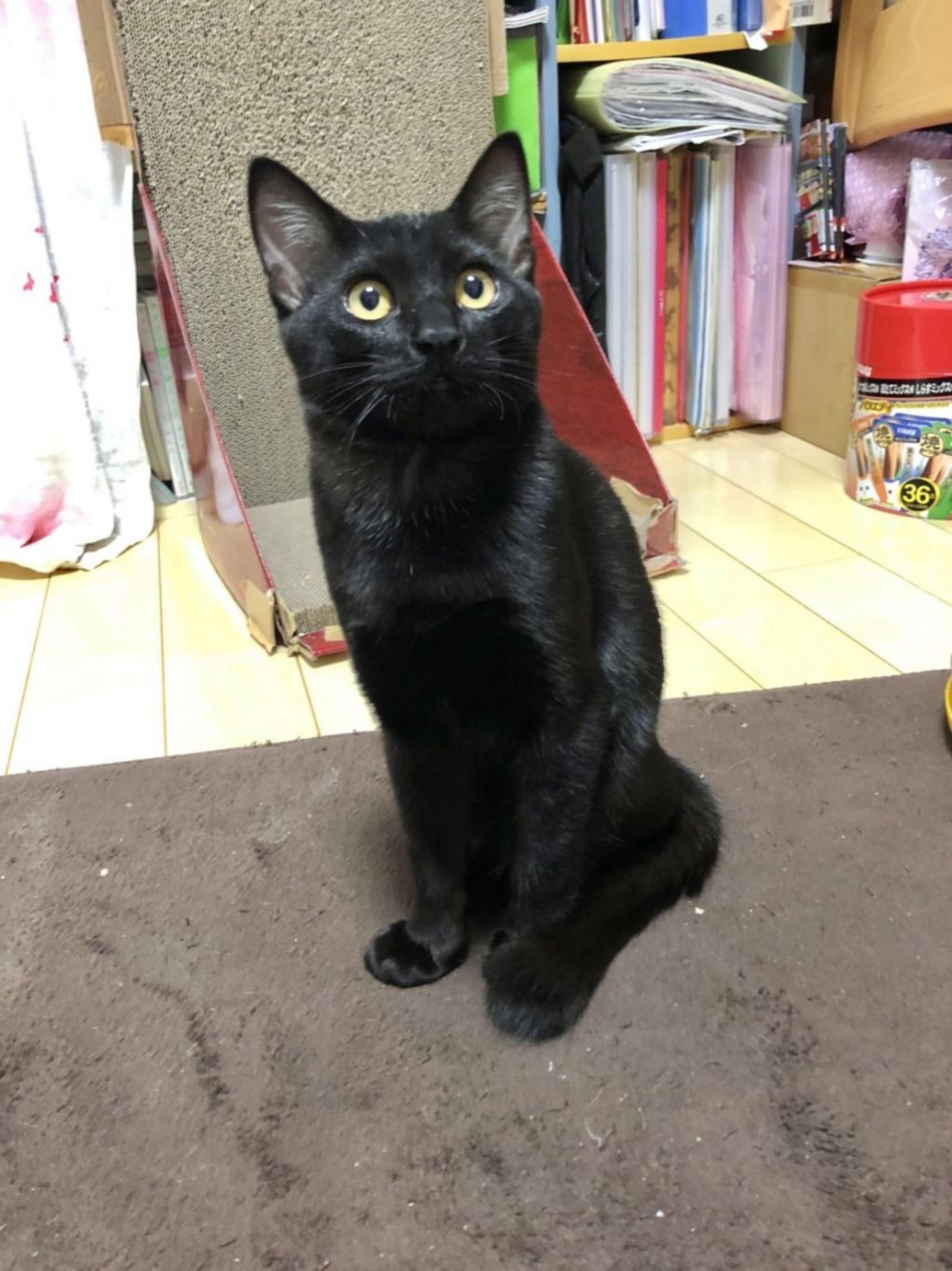 pet-image-4