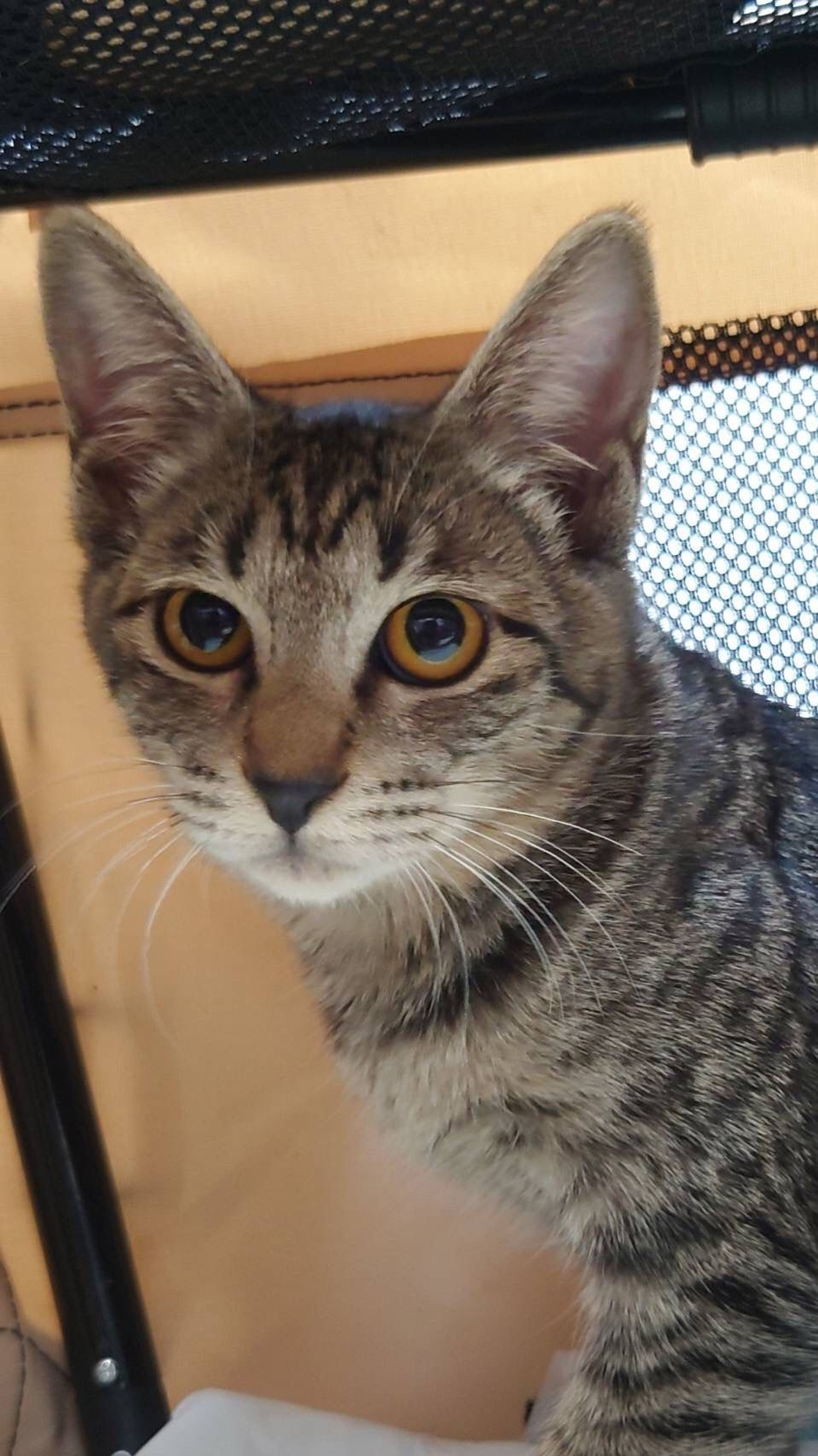 雑種（ミックス猫）・メスの里親募集の写真