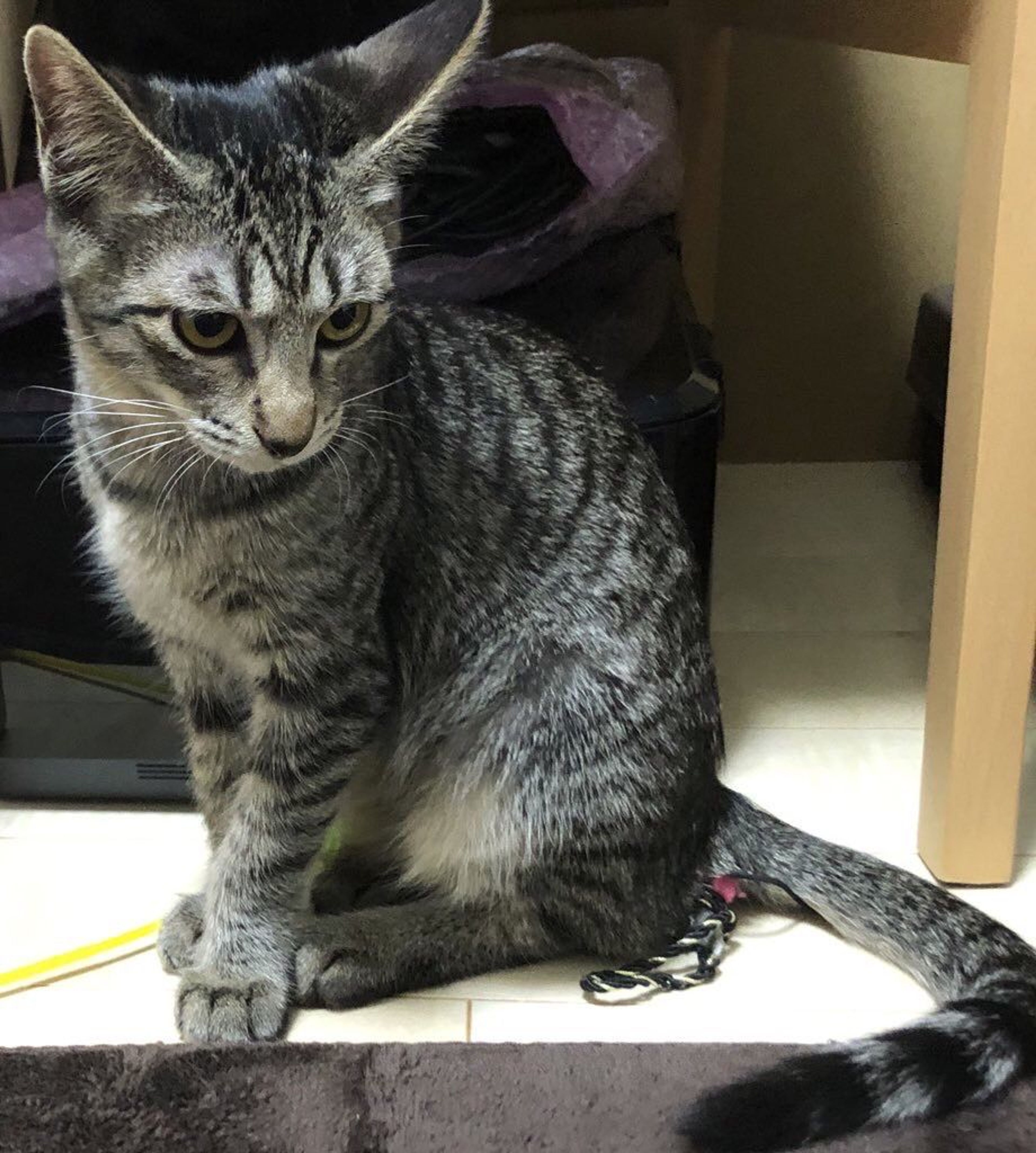 pet-image-4