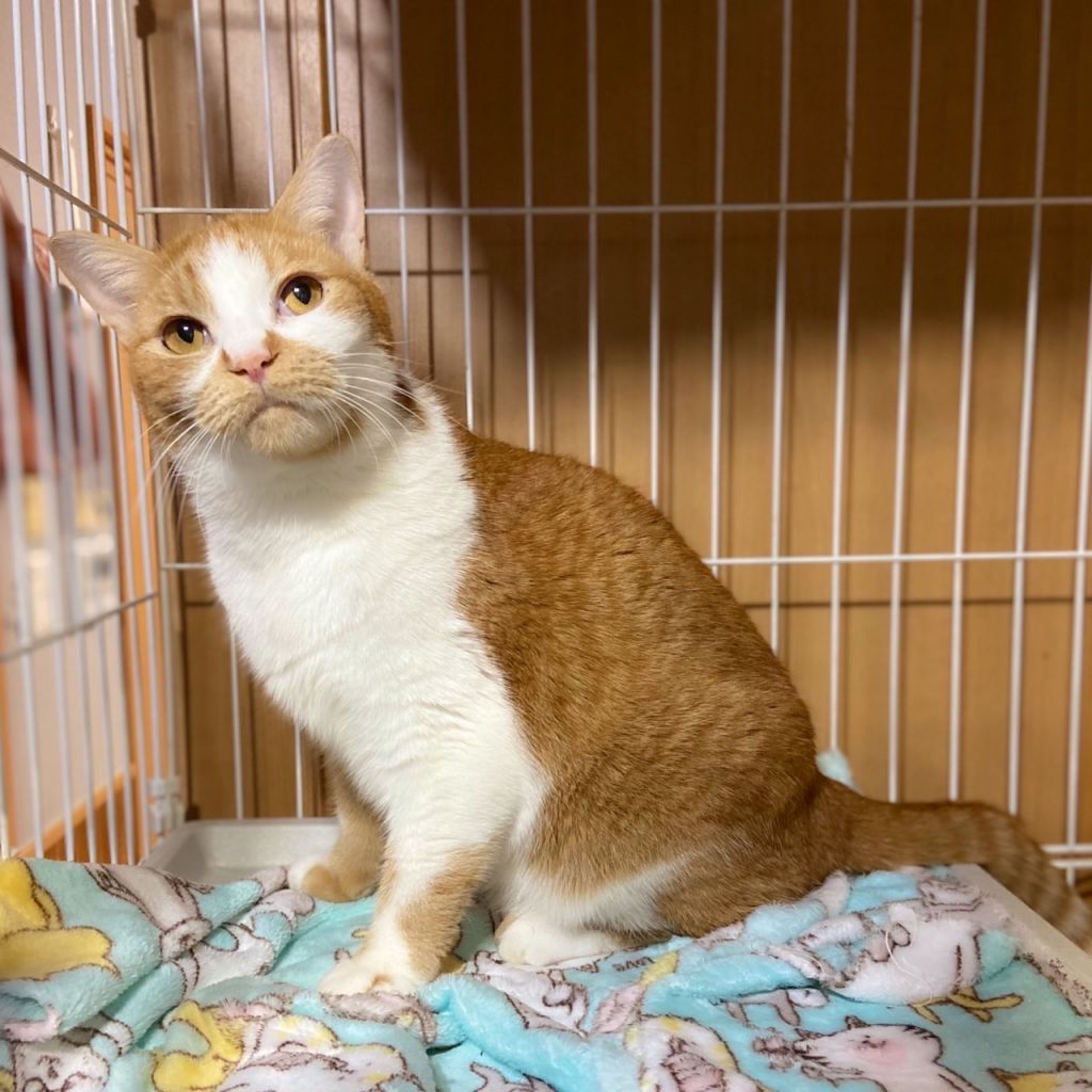 雑種（ミックス猫）・オスの里親募集の写真