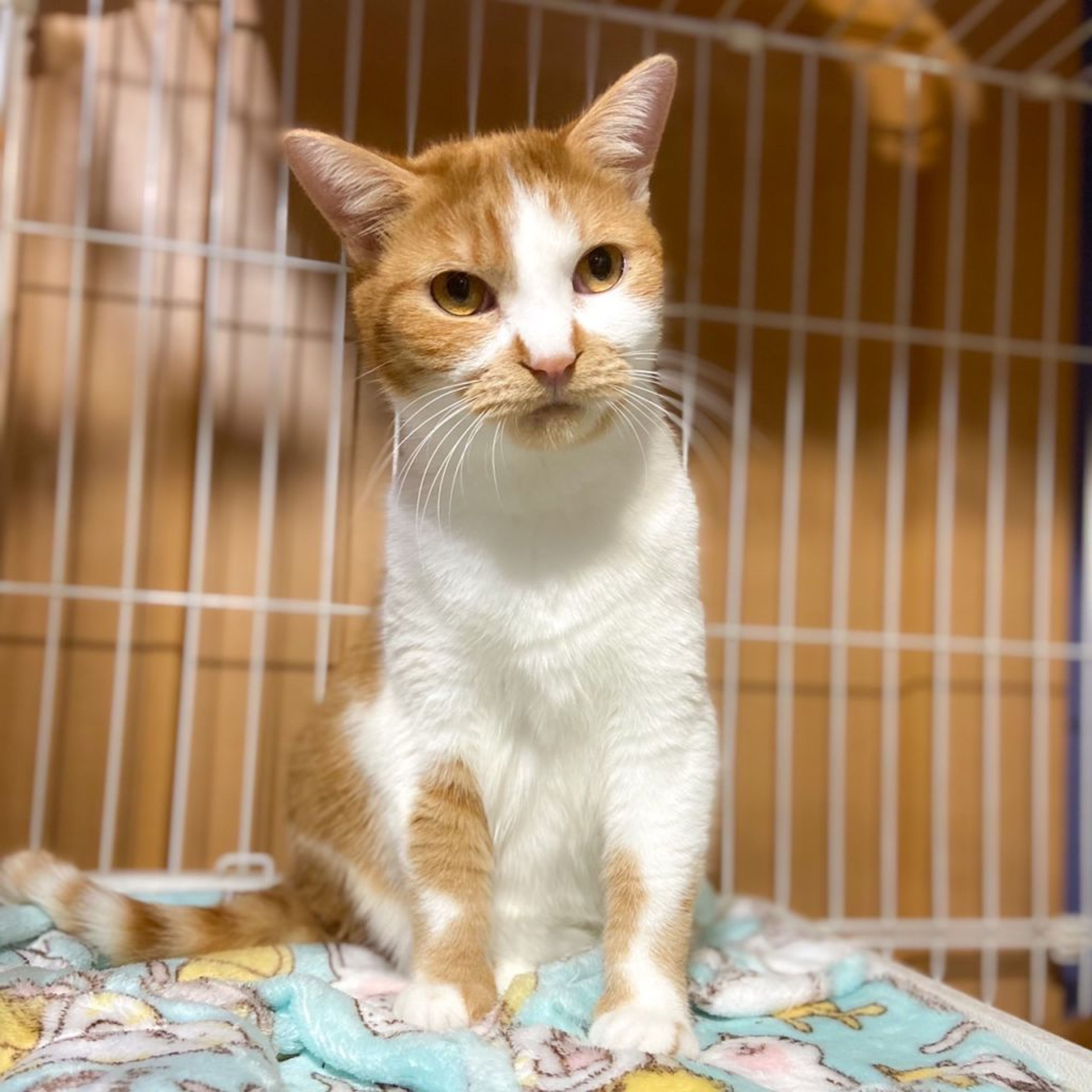 pet-image-2