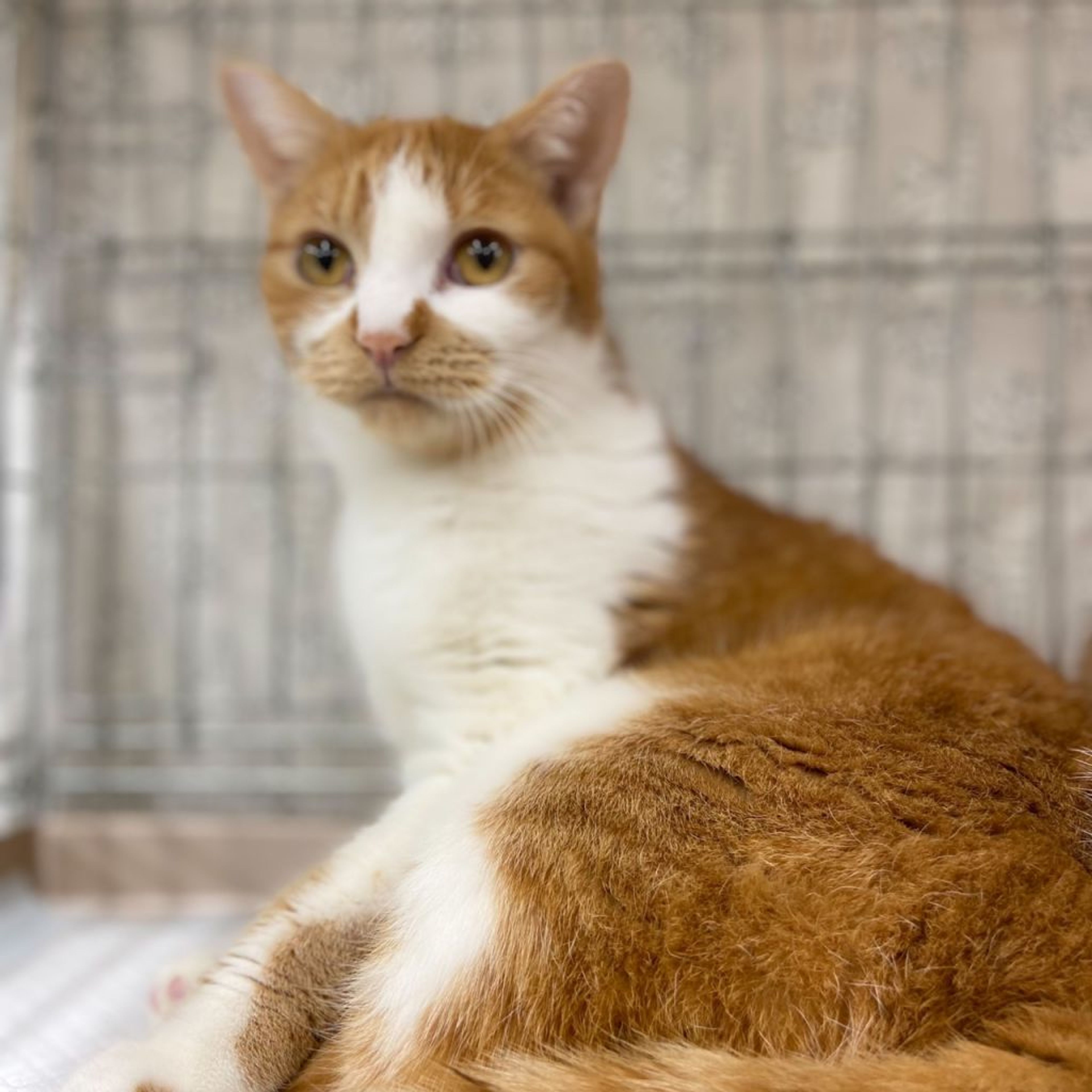 pet-image-4